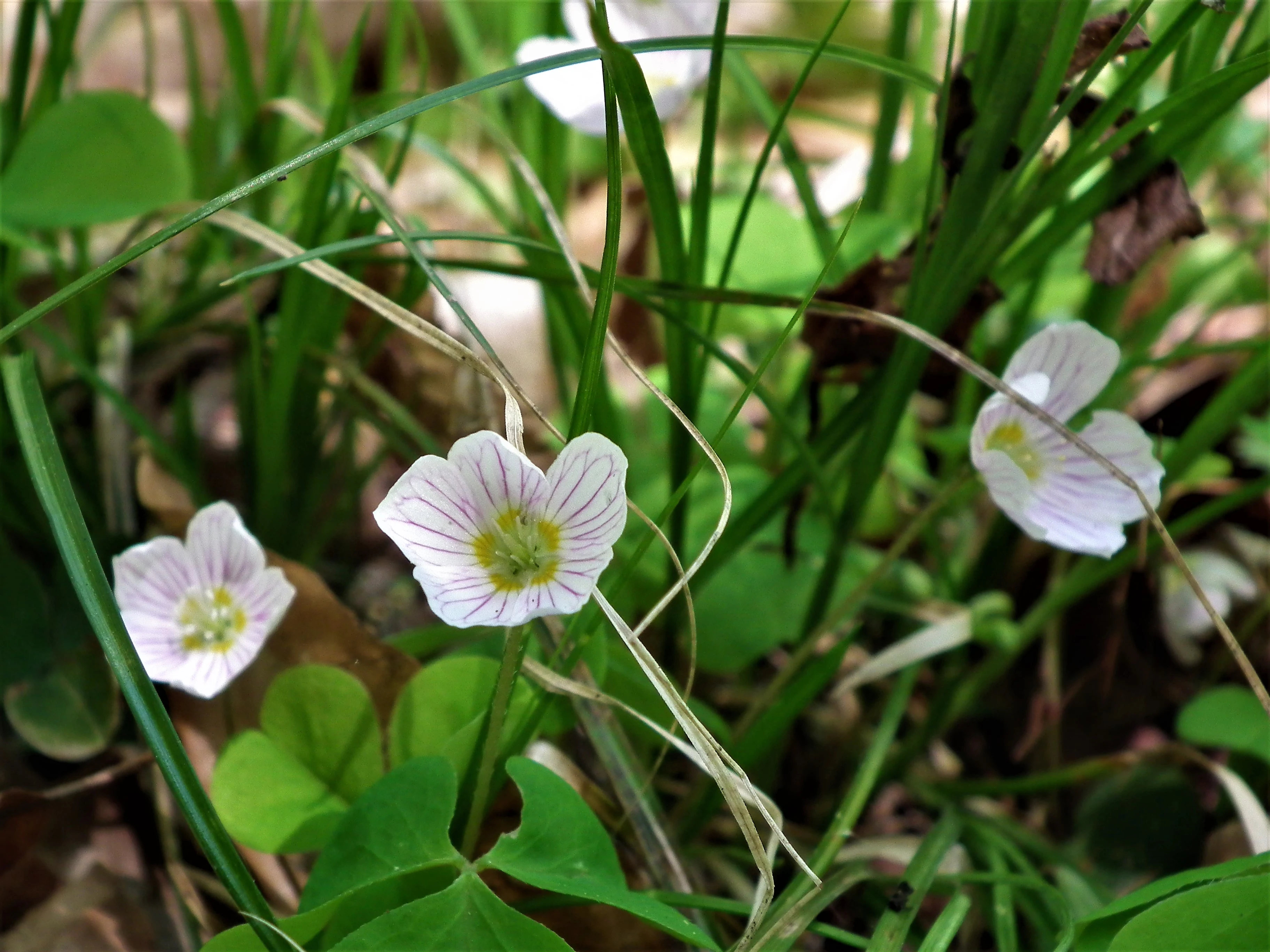 Close-up view of delicate white wood sorrel flowers with faint purple veins among green clover-like leaves and grasses.