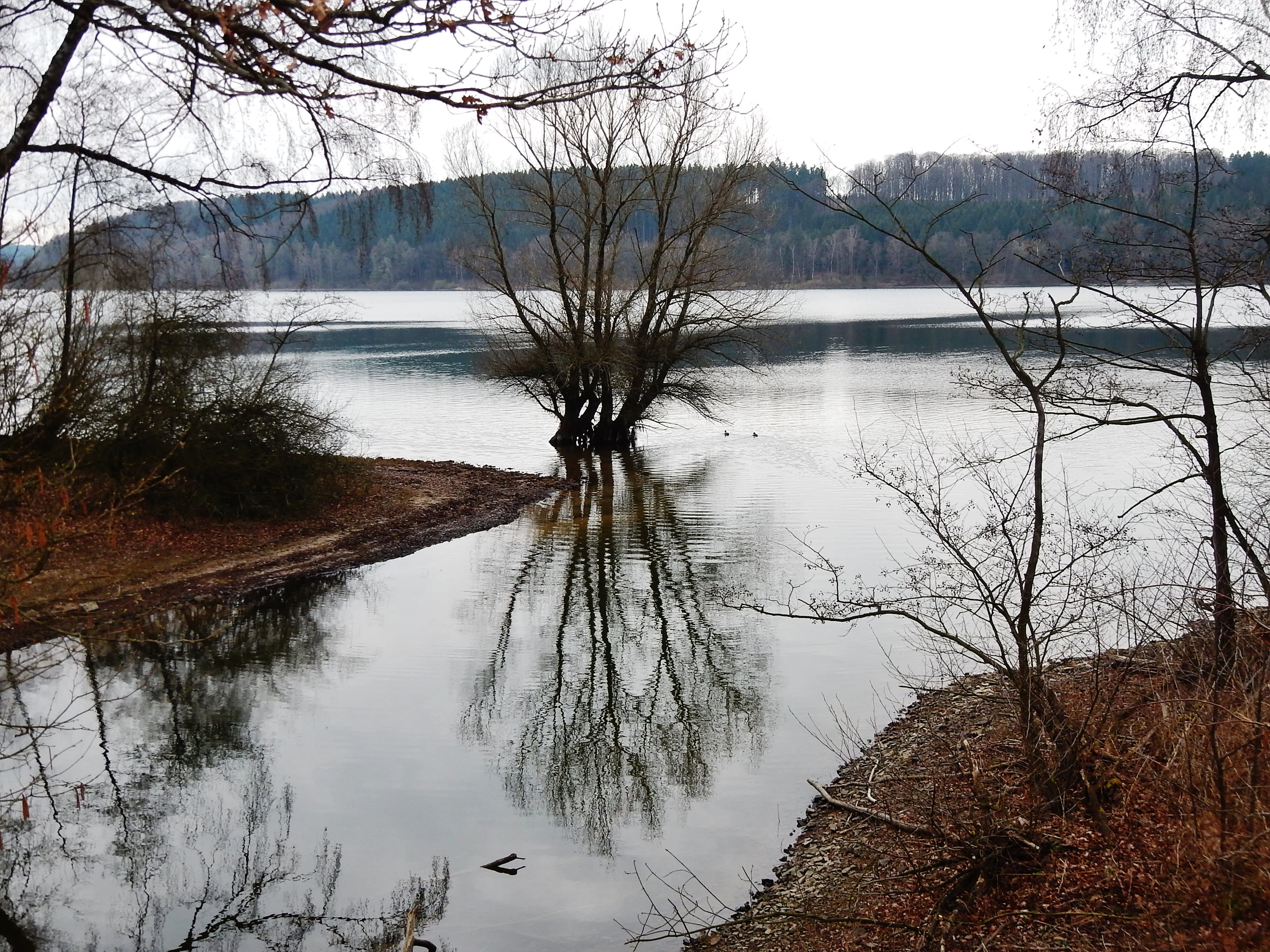 A calm, reflective lake scene with a single leafless tree standing in the water near the shore, under an overcast sky.