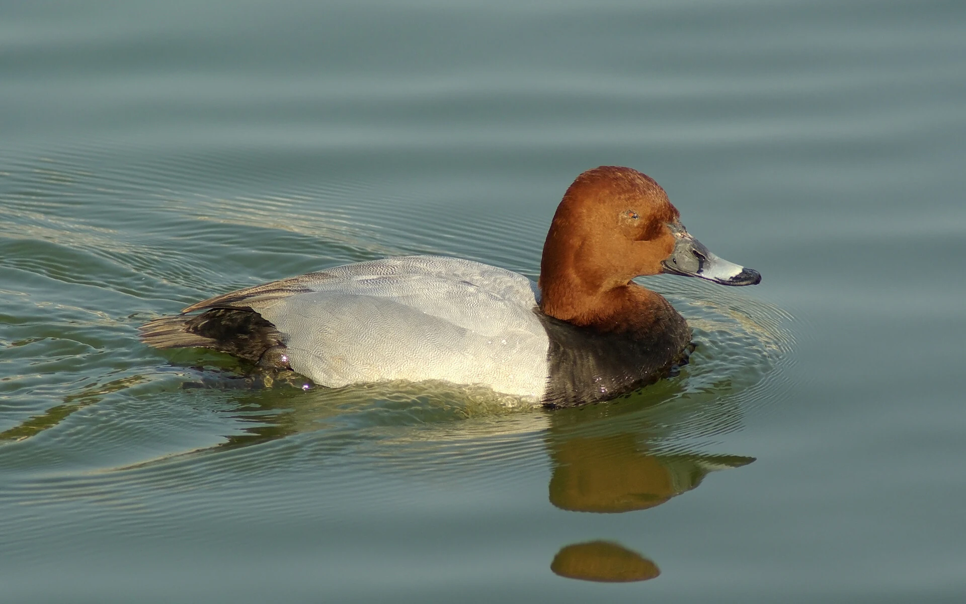 A male common pochard duck with a reddish brown head and pale grey back swimming on calm water.