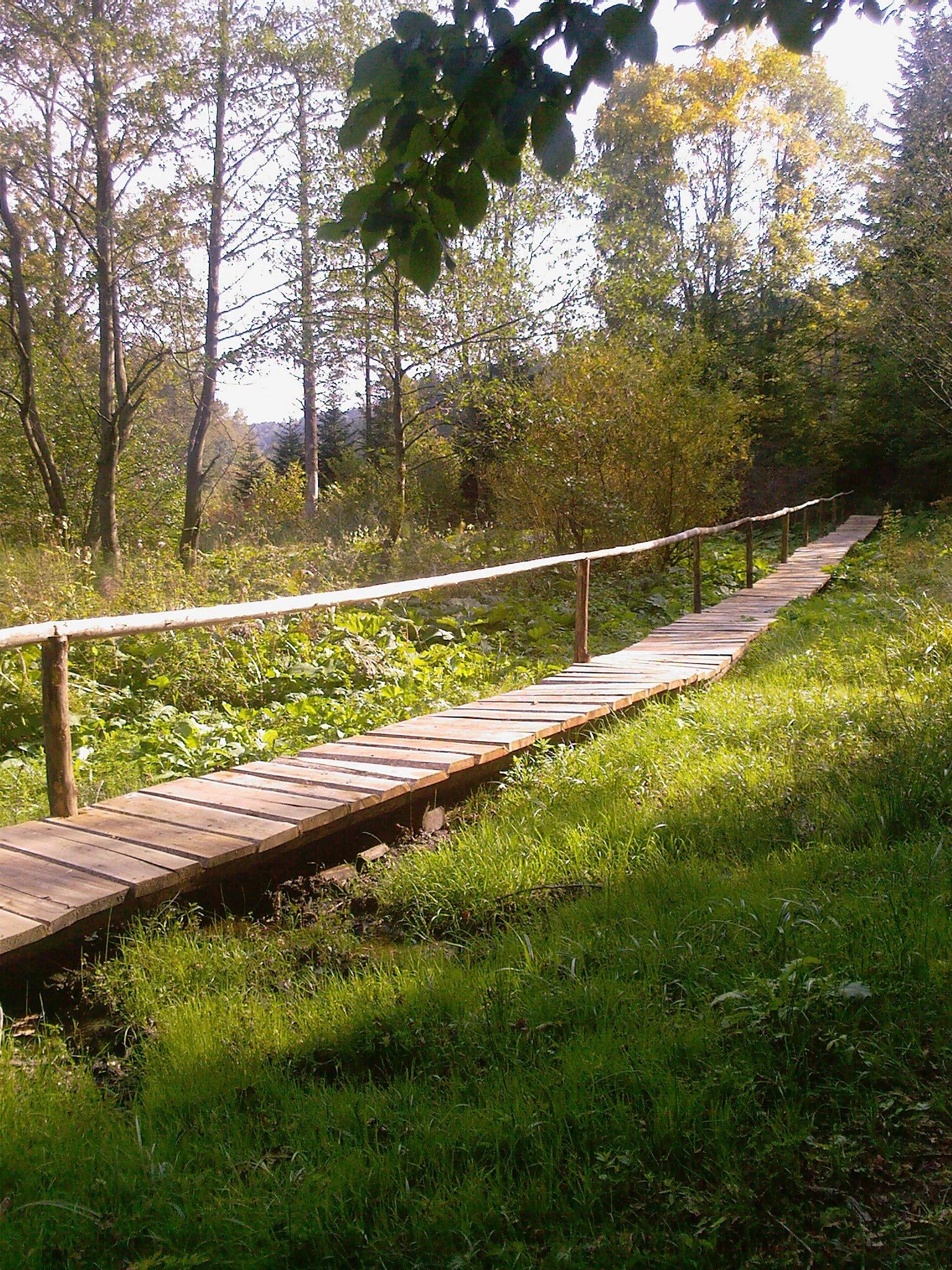 A wooden boardwalk with a simple handrail stretches across a grassy area into a sunlit forest.