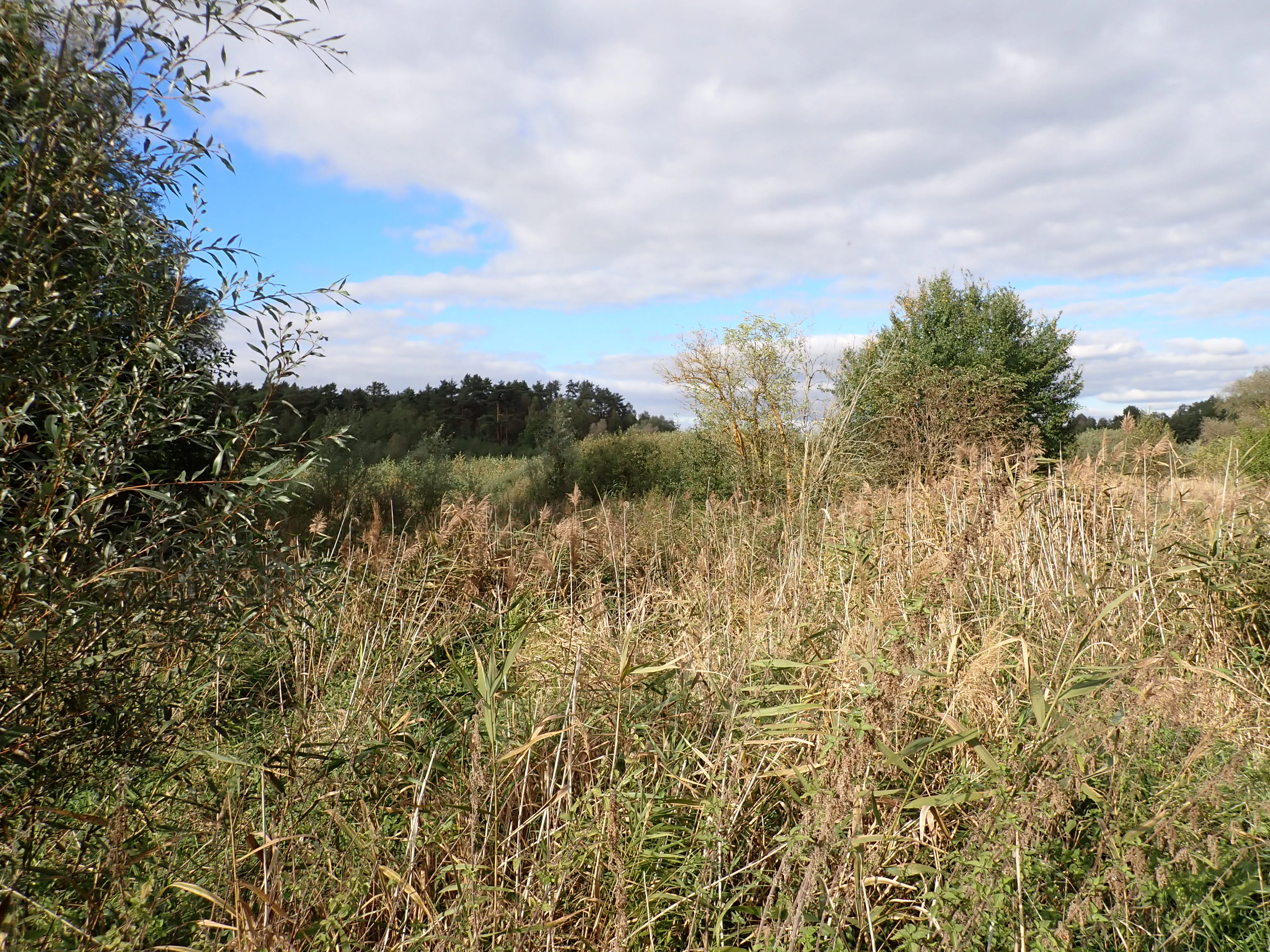 A horizontal landscape view of a marshy area with tall grasses, shrubs, and trees under a partially cloudy blue sky.