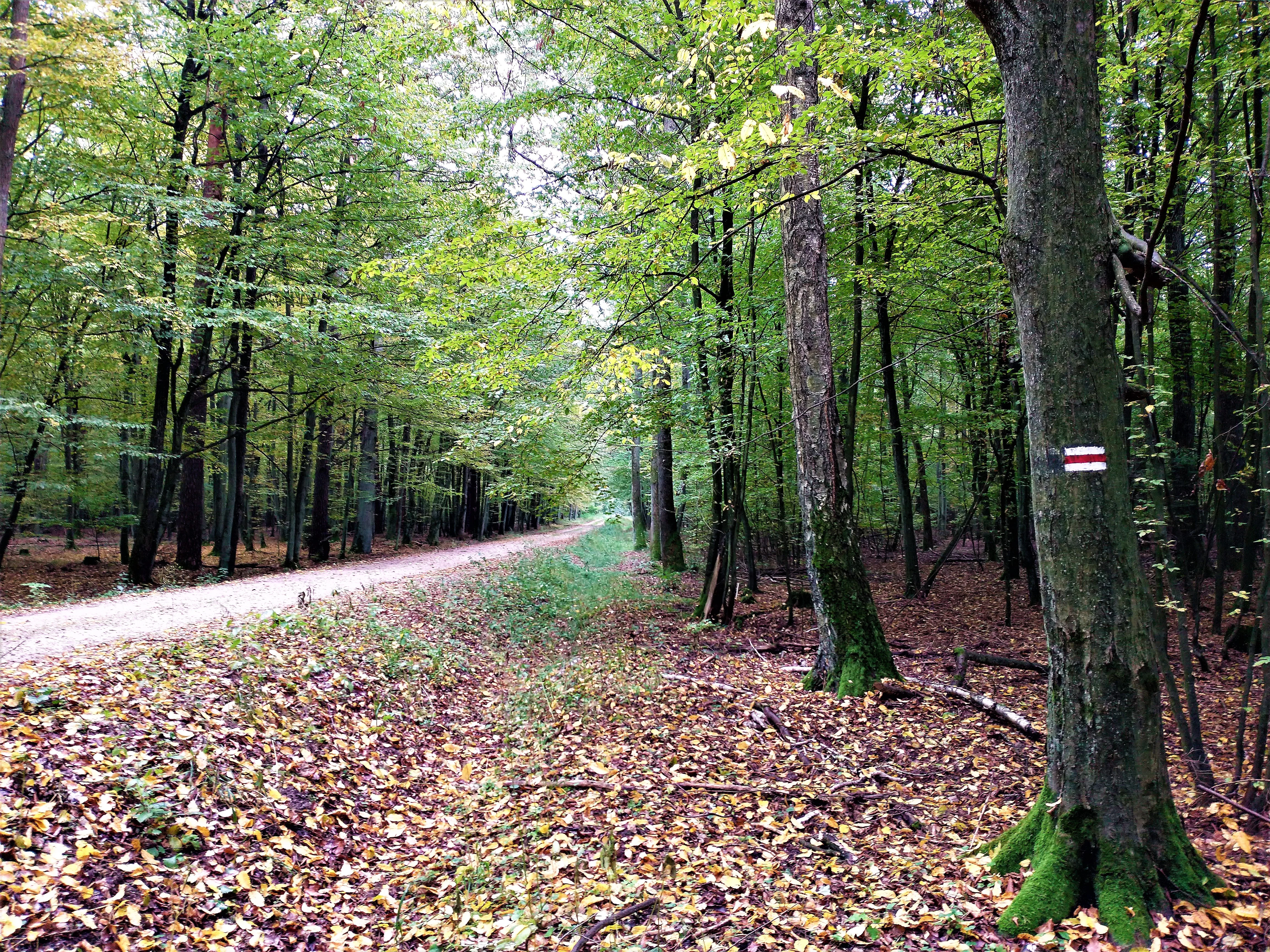 A dirt forest path leads into a dense deciduous forest with trees showing early autumn foliage and a hiking trail marker on a tree trunk in the foreground.