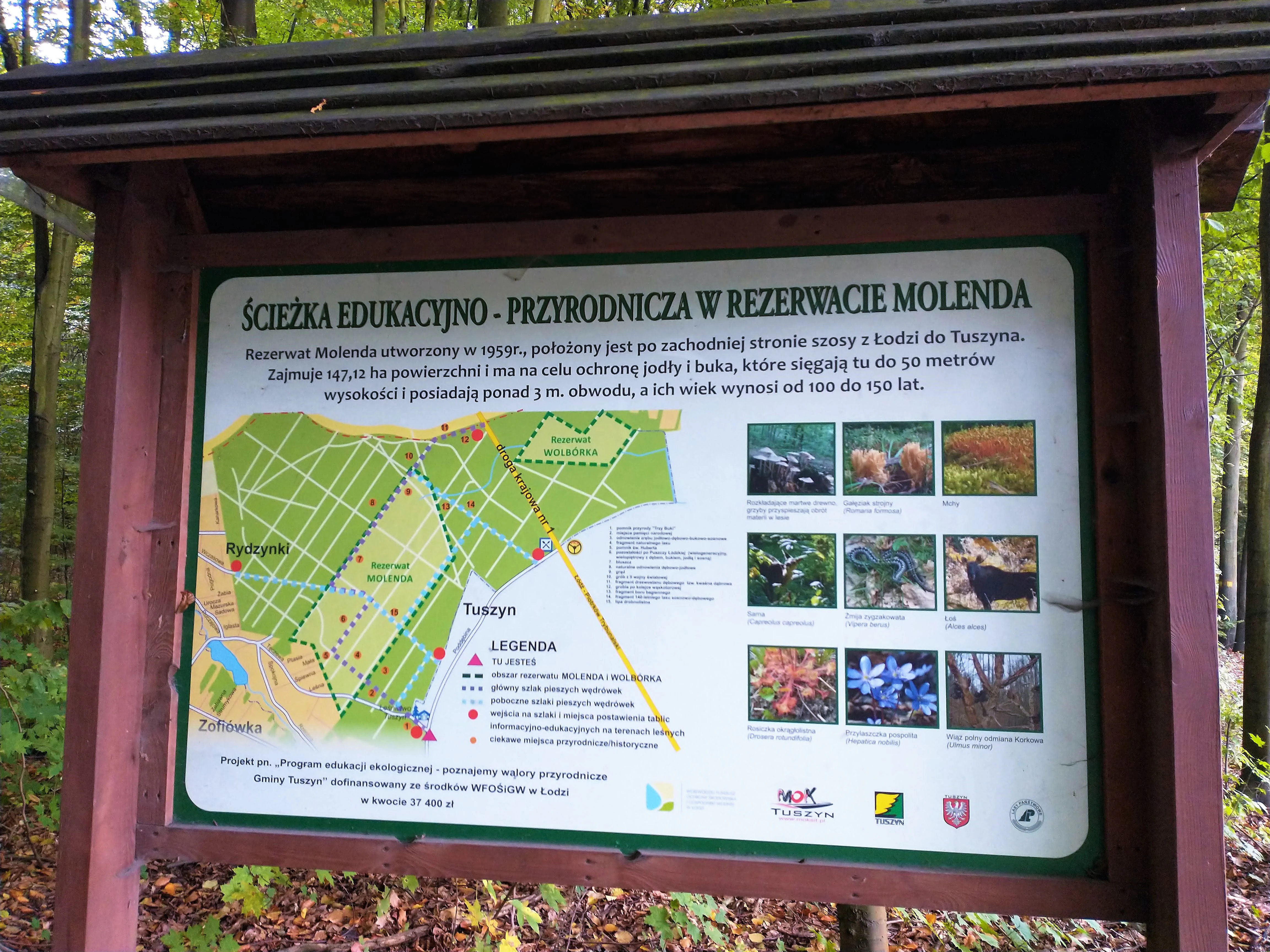 A brown wooden-framed information sign with a map, photos of flora and fauna, and descriptive text about the Molenda Nature Reserve in Polish.