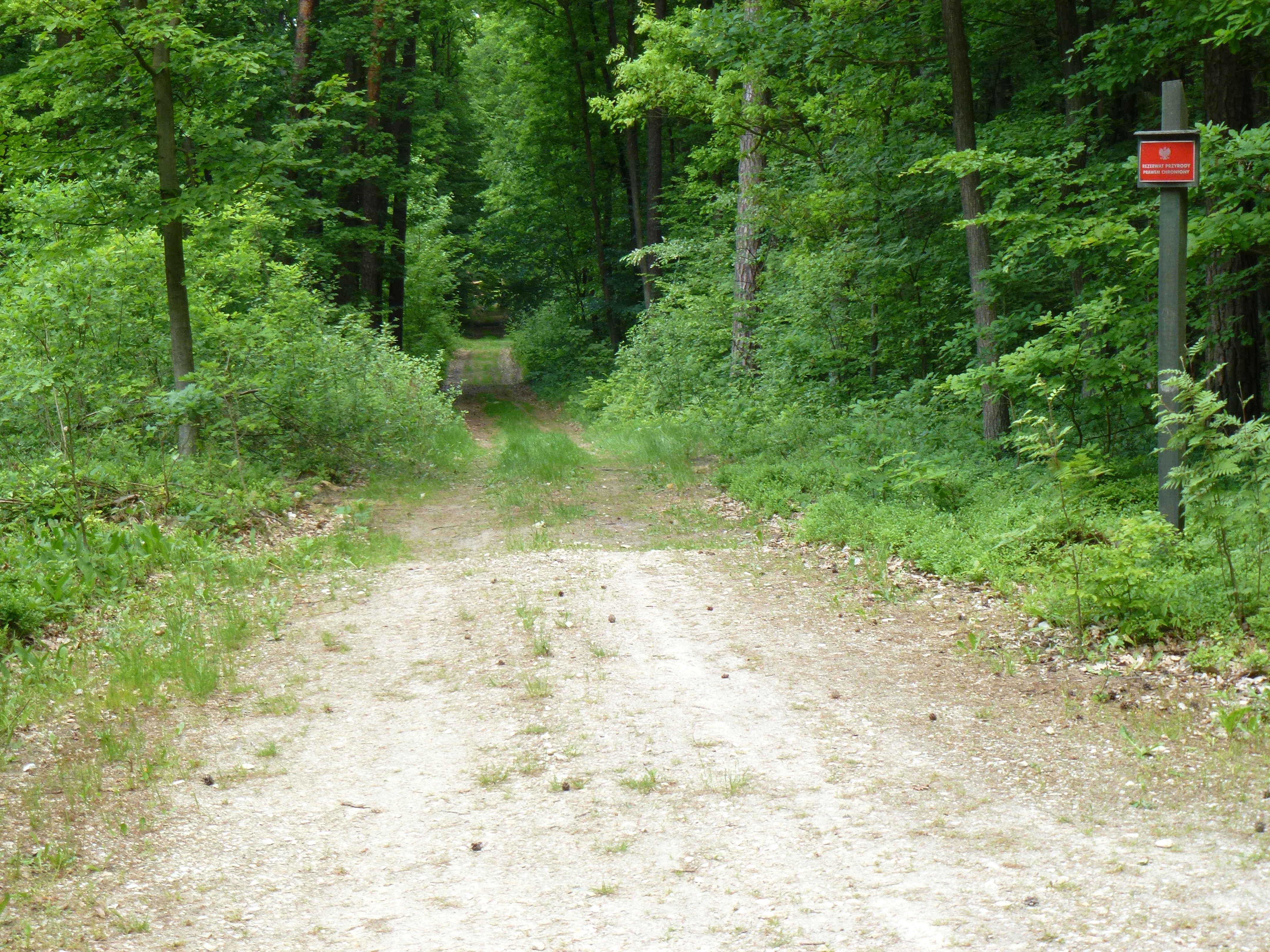 A dirt path leading into a lush green forest, with a small red signage marker on a wooden post visible on the right side.