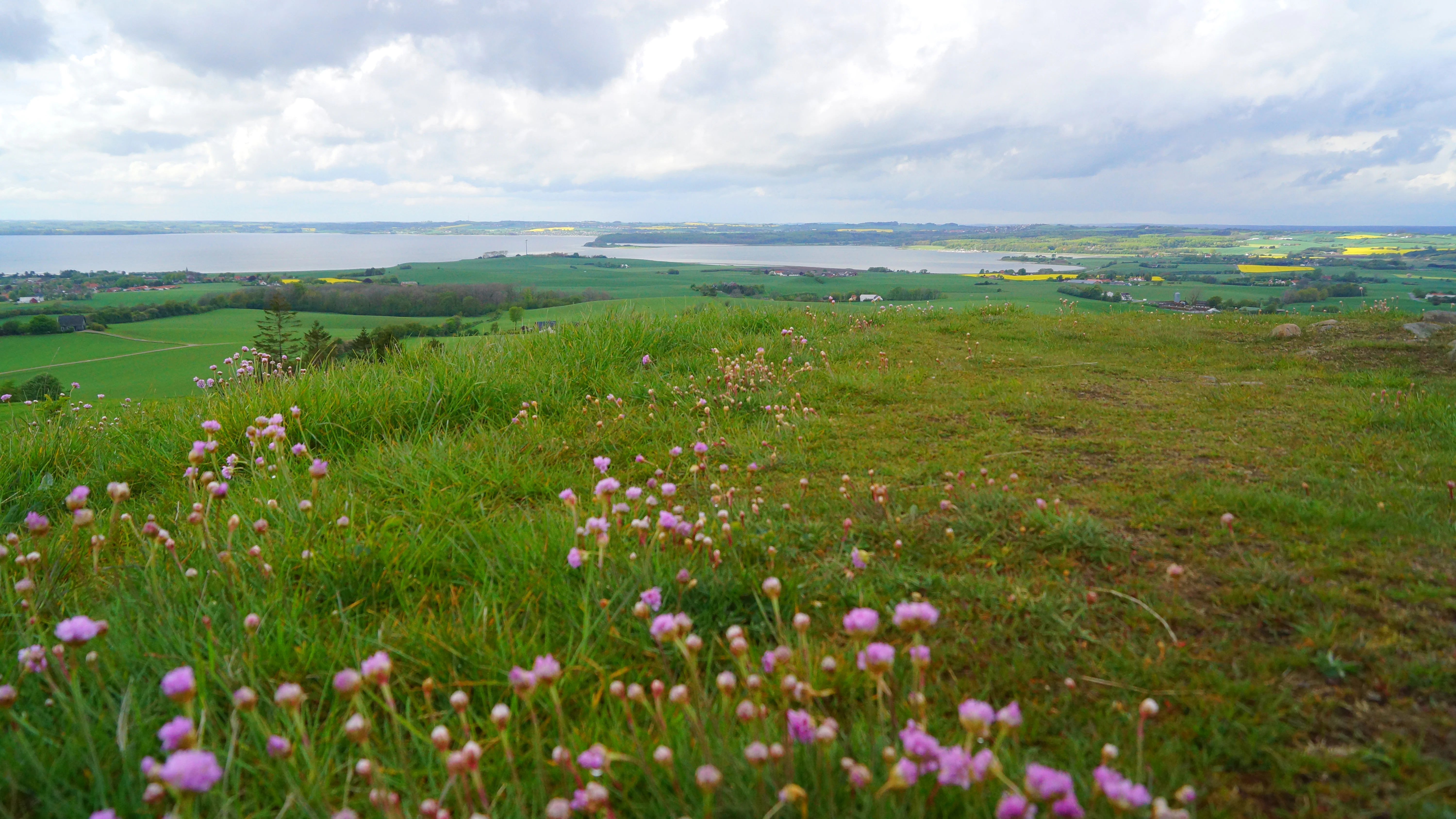 A high-angle landscape shot from a grassy hilltop featuring small pink wildflowers in the foreground, with green fields, rolling hills, and a body of water under a cloudy sky in the background.