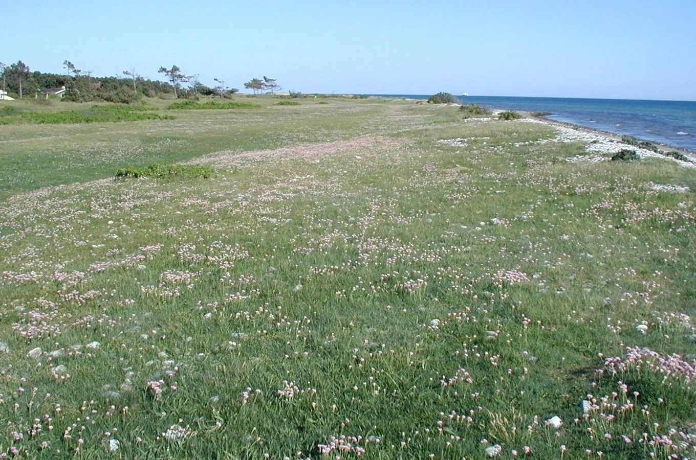Grazed meadow with wildflowers overlooking the Kattegat coast, featuring a sandy beach and distant trees under a clear blue sky