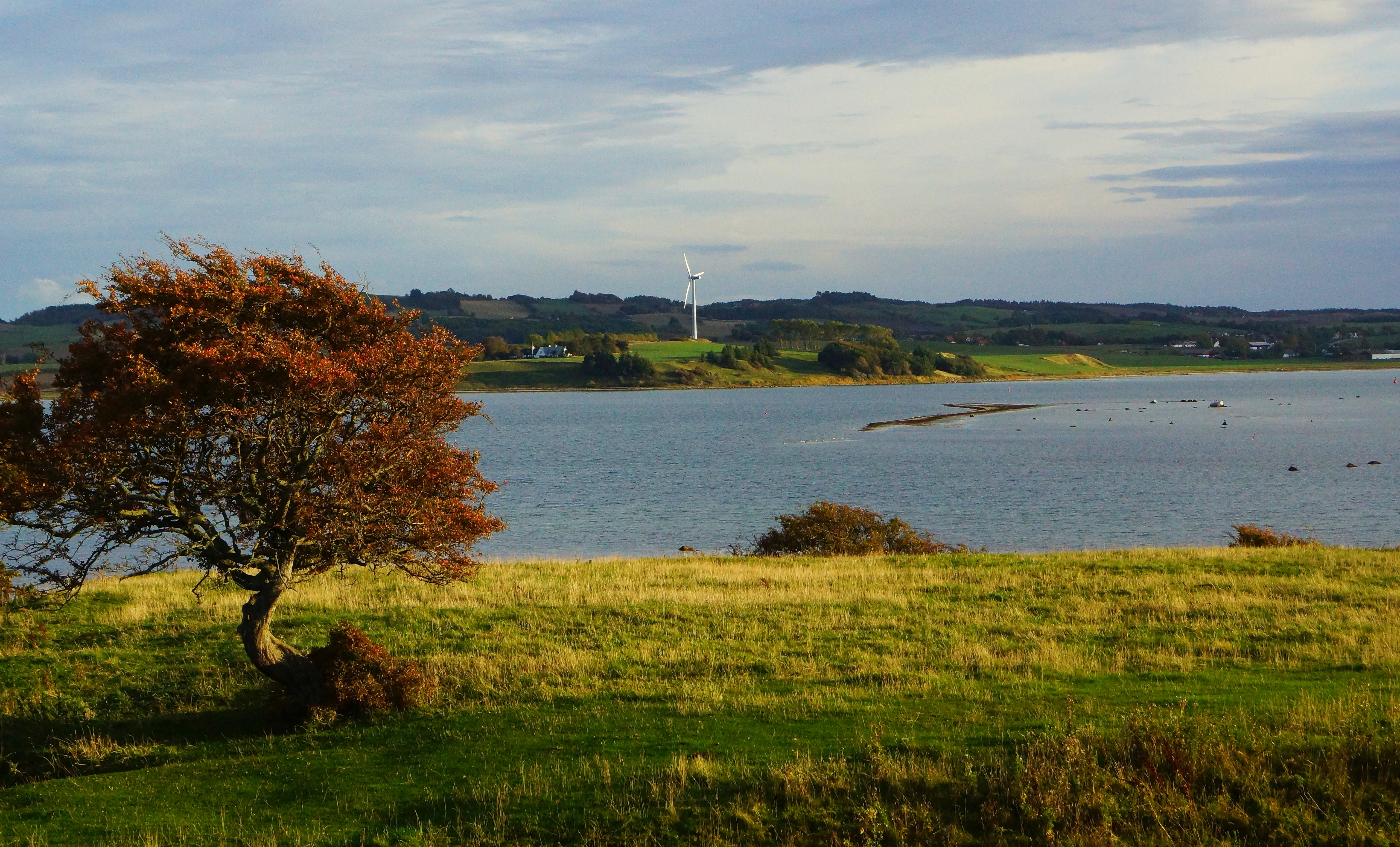 A grassy field with a single tree in the foreground, a body of water in the midground, and distant hills under a partly cloudy sky