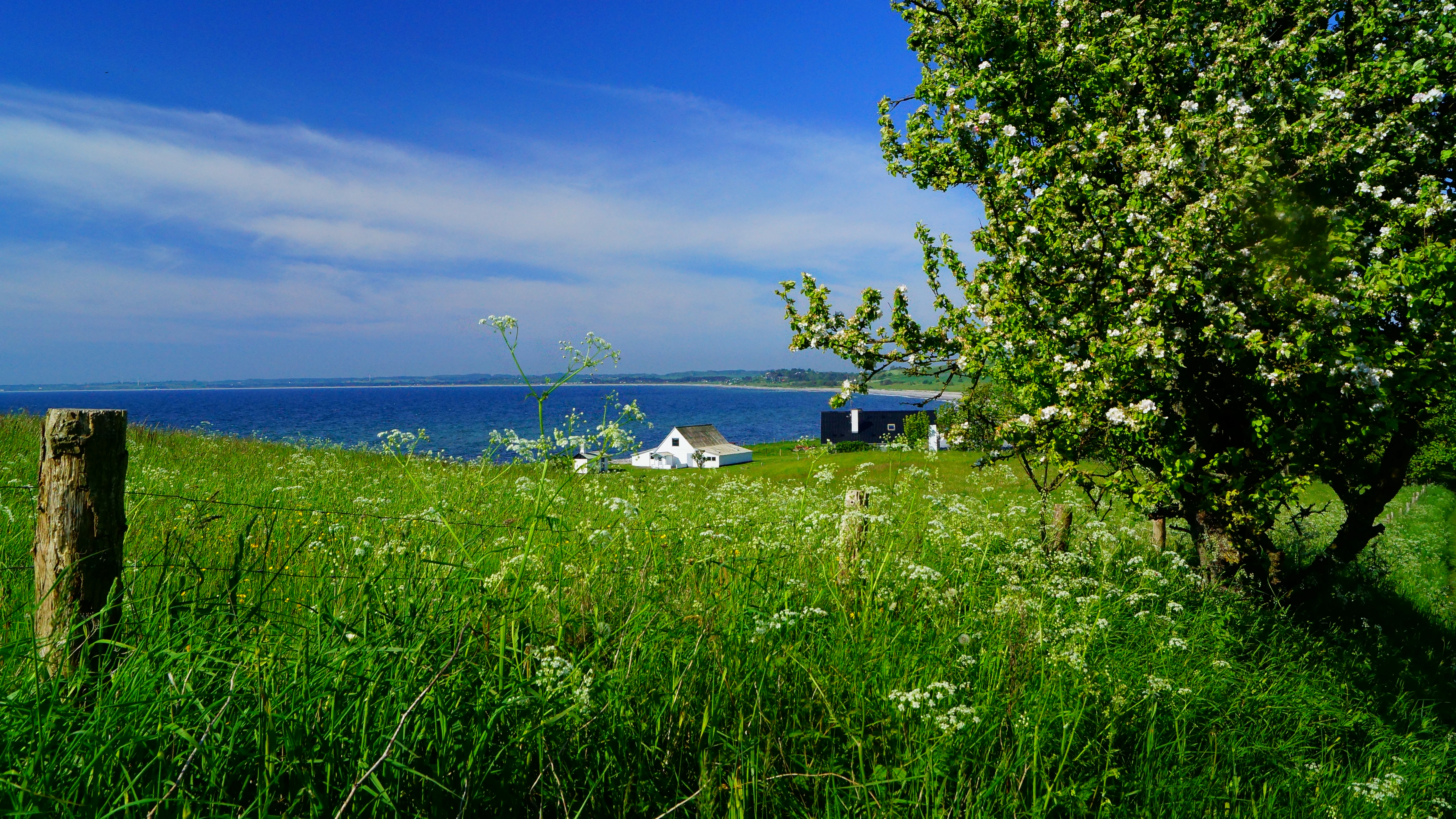 Green grassy field with wildflowers, wooden post, tree with white blossoms, white house in distance, and body of water under blue sky