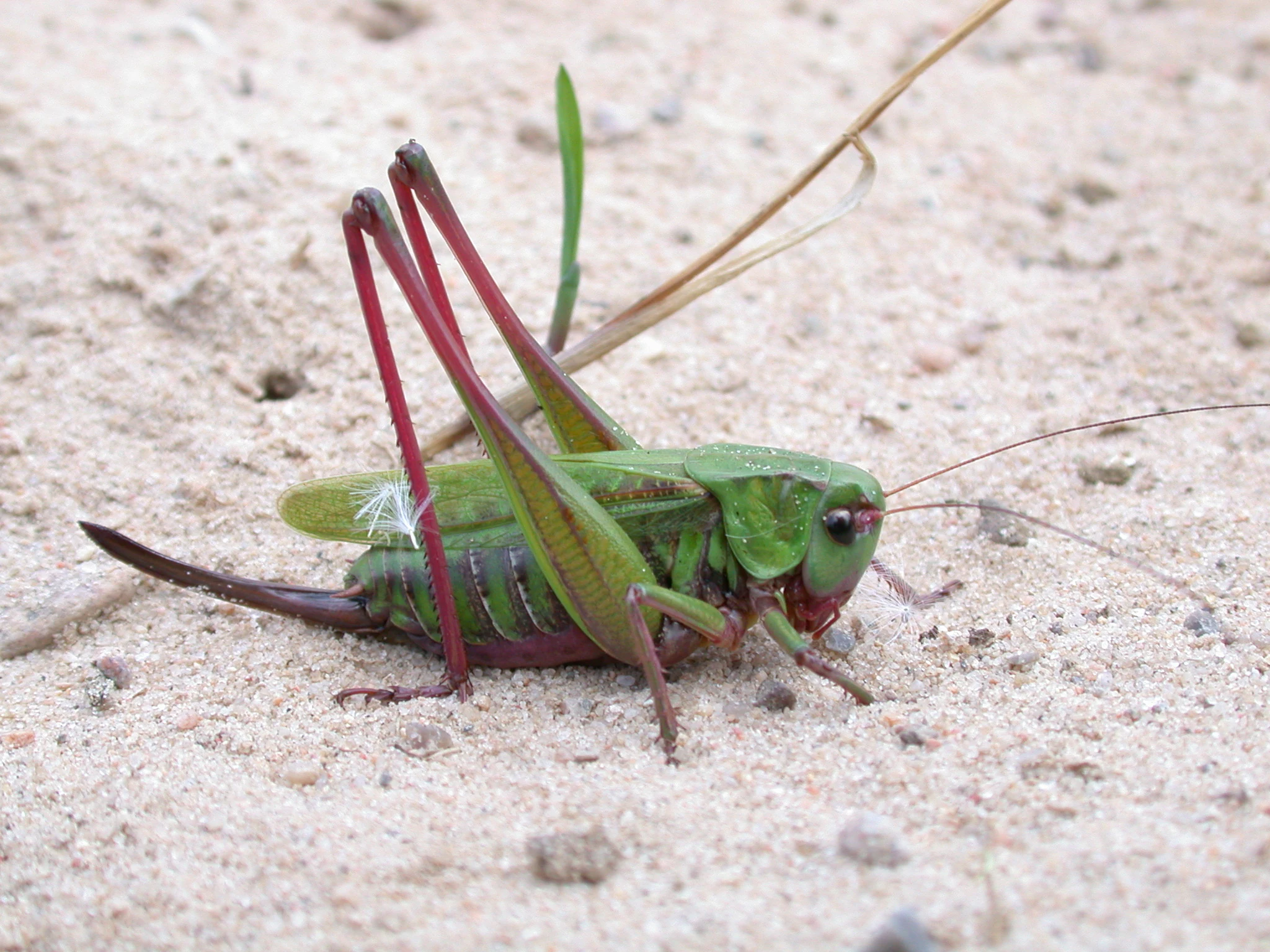 Green grasshopper with red legs and long antennae on sandy terrain with small pebbles