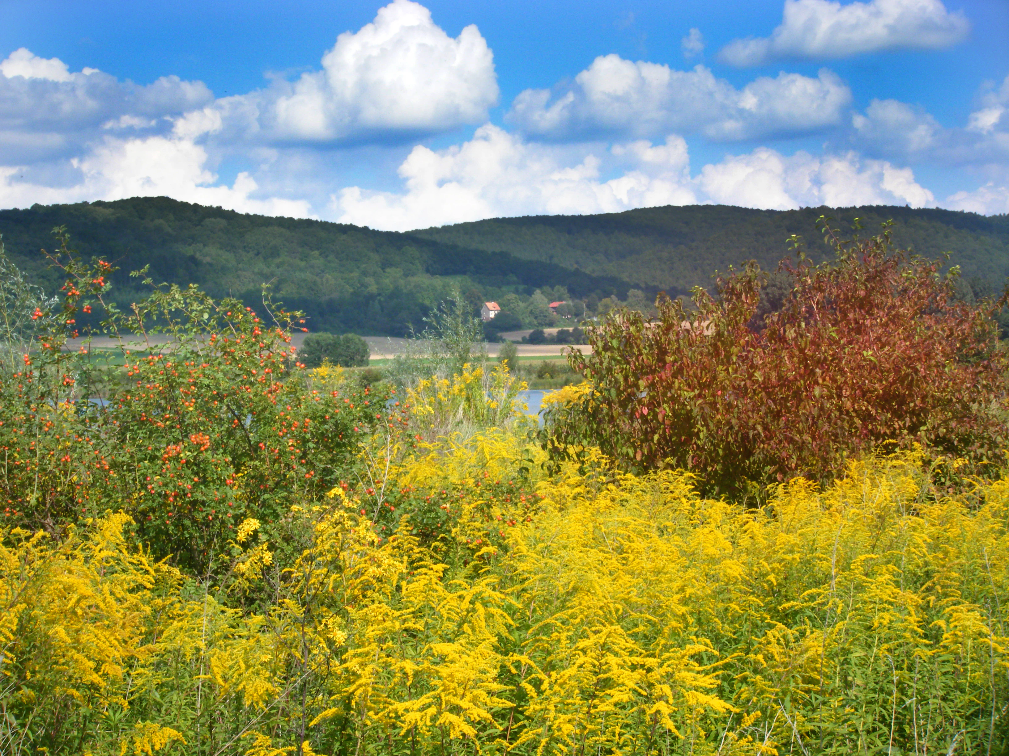 A landscape view of a nature reserve with a field of bright yellow wildflowers in the foreground, dense bushes, and rolling, forest-covered hills under a blue sky with white clouds.