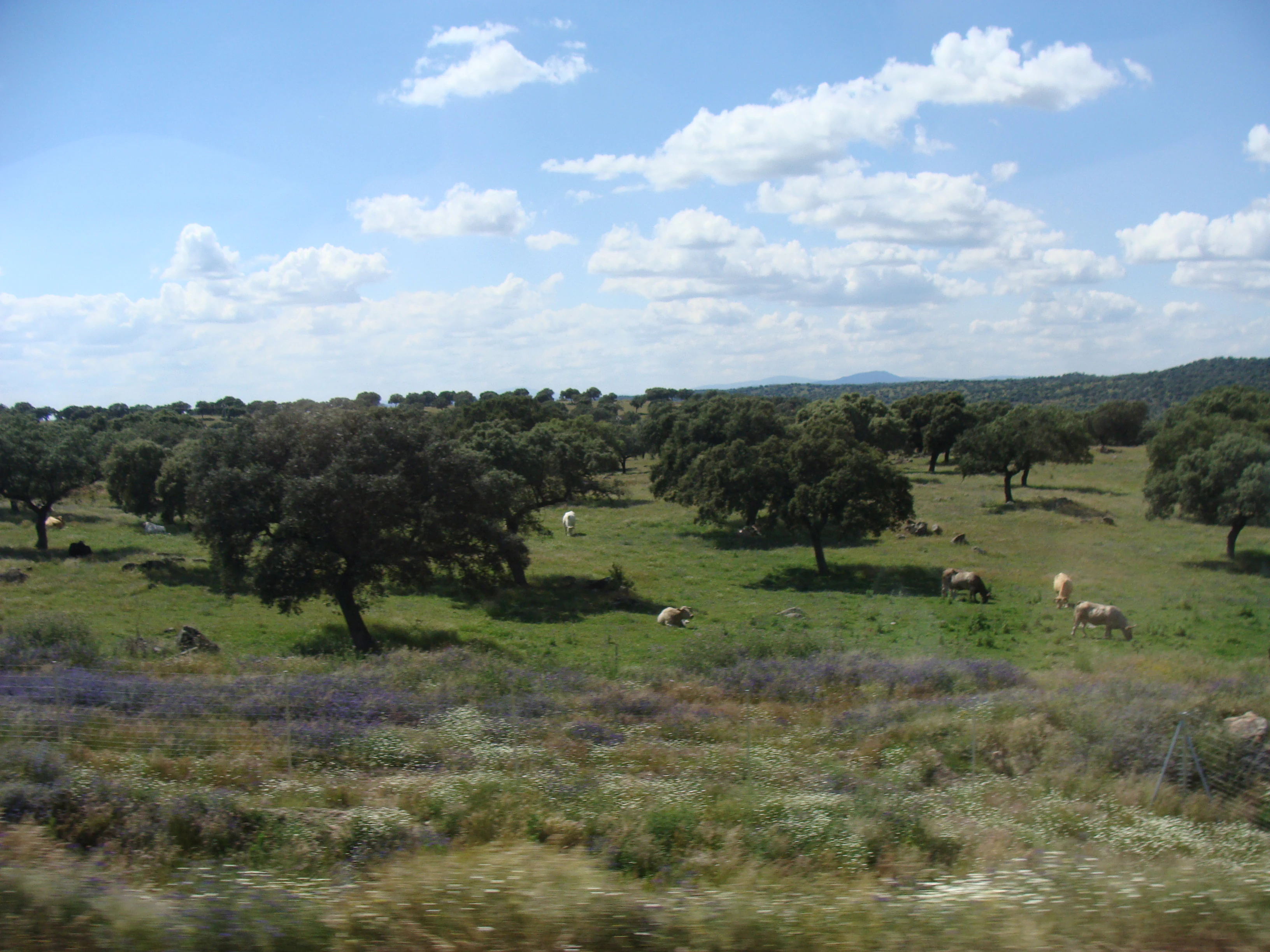 Open grassy field with scattered holm oak trees and grazing animals under a partly cloudy sky