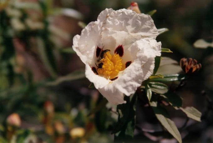 White flower with yellow center and dark spots, bee on center, green leaves, blurred background foliage