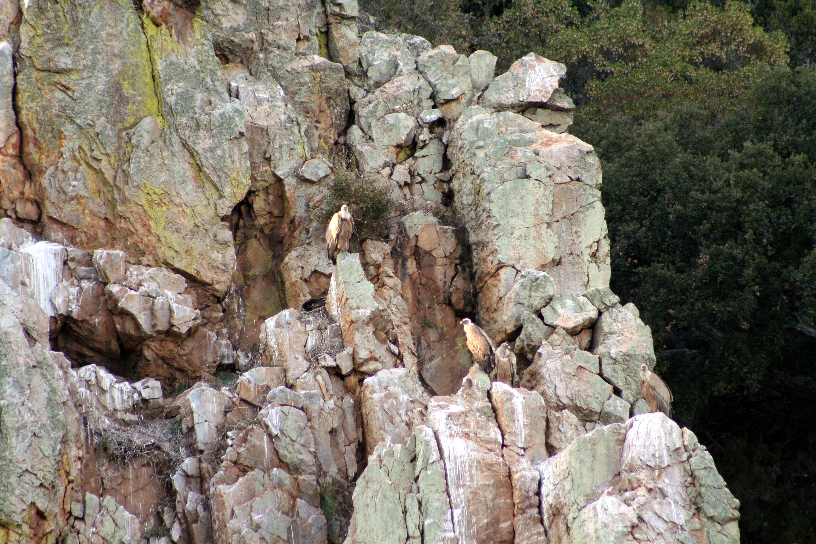 Griffon vultures perched on rocky cliffs in a natural landscape