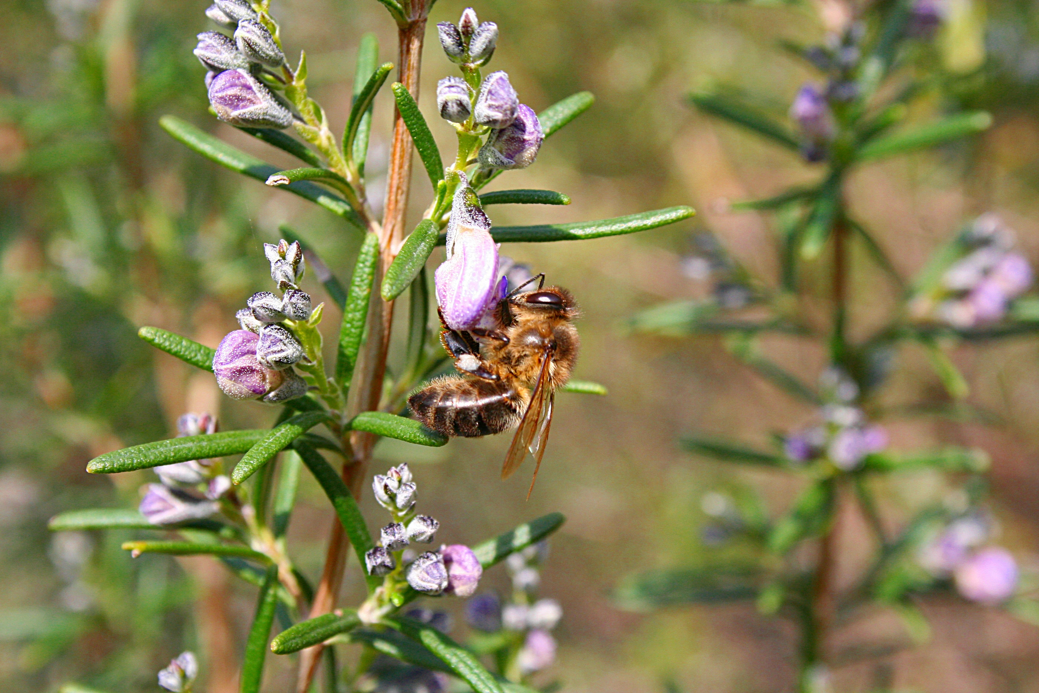 Close-up of a bee on a purple flower with green leaves in Monfragüe National Park.