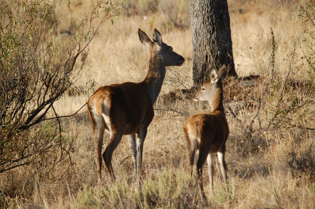Two deer standing in a dry grassy landscape with sparse bushes and a tree.