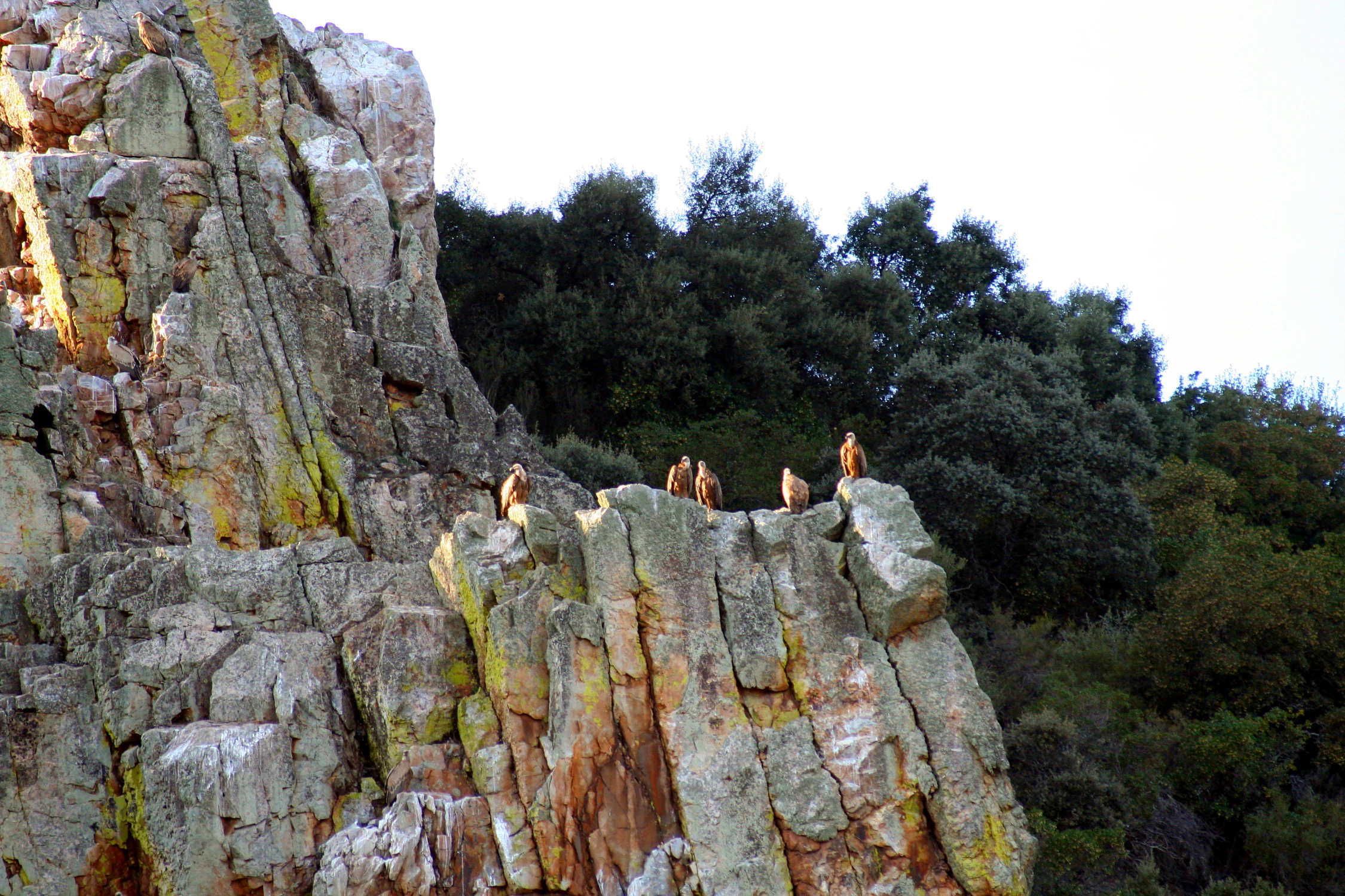 Cinereous vultures perched on rocky cliff with forested background