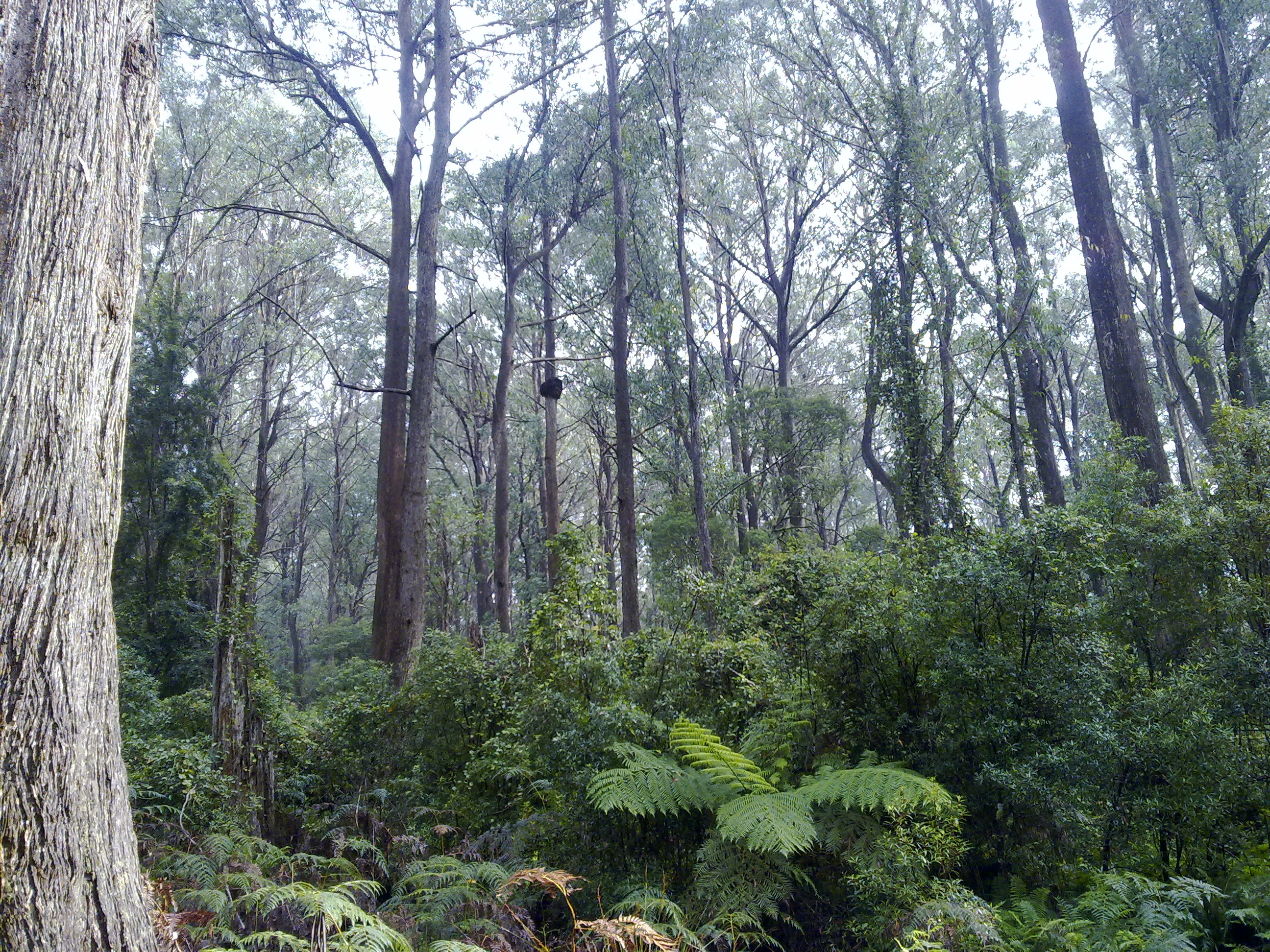 Tall eucalyptus trees with dense ferns and mist in Monga National Park