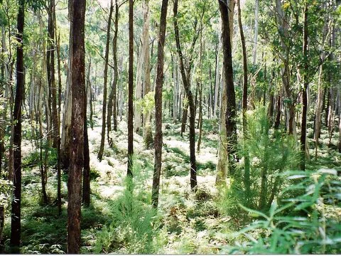 Tall eucalyptus trees with green undergrowth in a forest setting