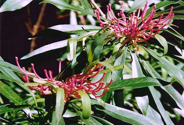 Close-up of Telopea mongaensis plant with bright pink flower spikes and glossy green leaves