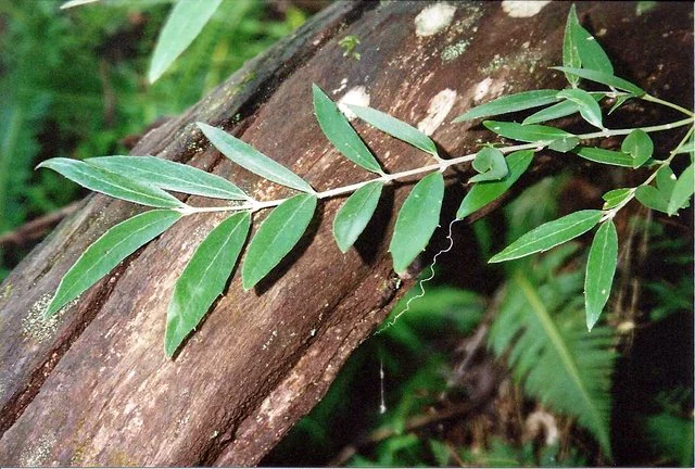 Green leaves of Atherosperma moschatum plant on a brown tree trunk with forest background