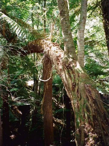 Tall trees and dense green vegetation including Eucryphia moorei and Soft Tree fern in a forest setting