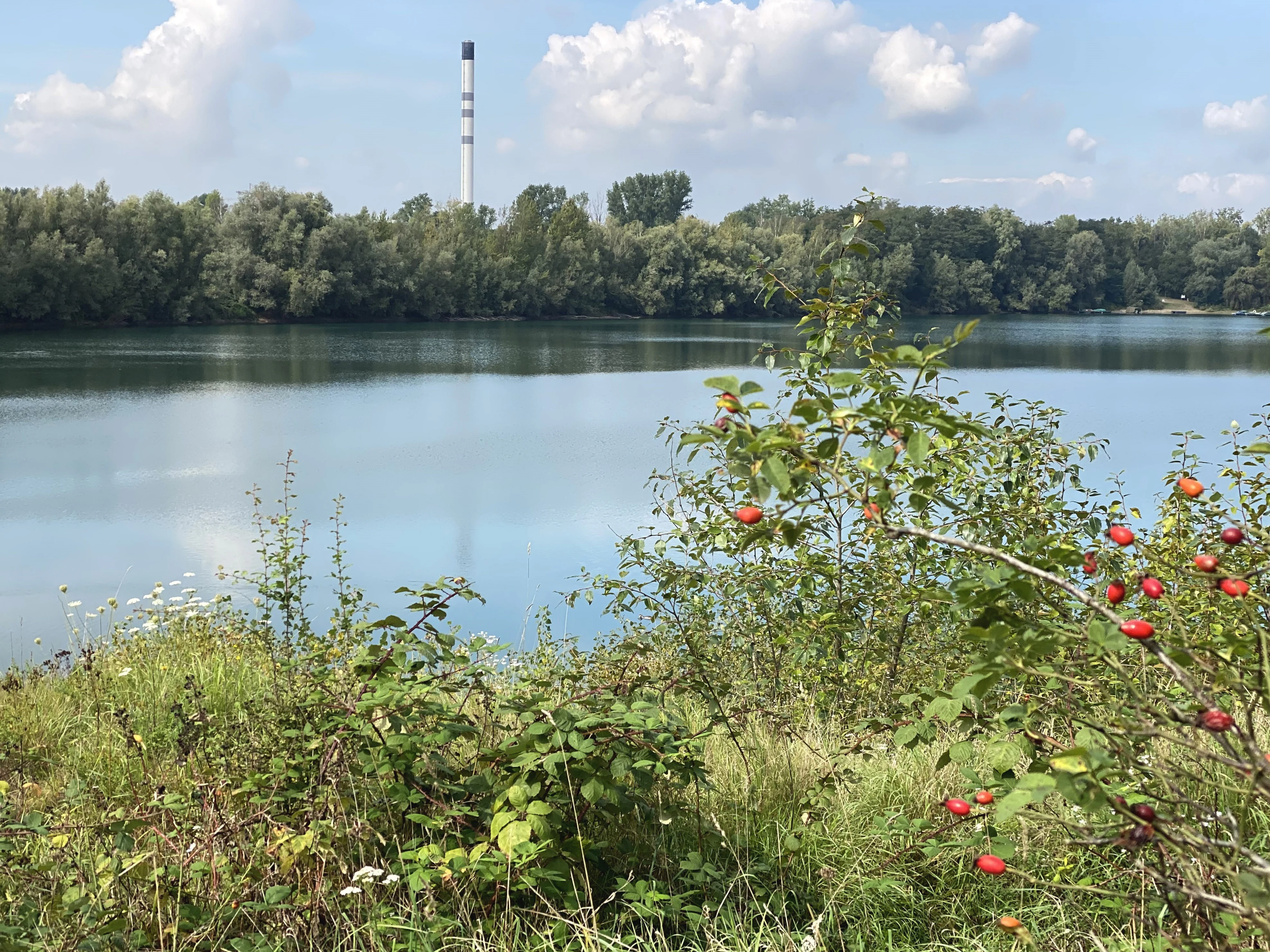 A calm lake surrounded by trees under a blue sky, with a tall industrial chimney visible in the distance and rose hip bushes in the foreground.