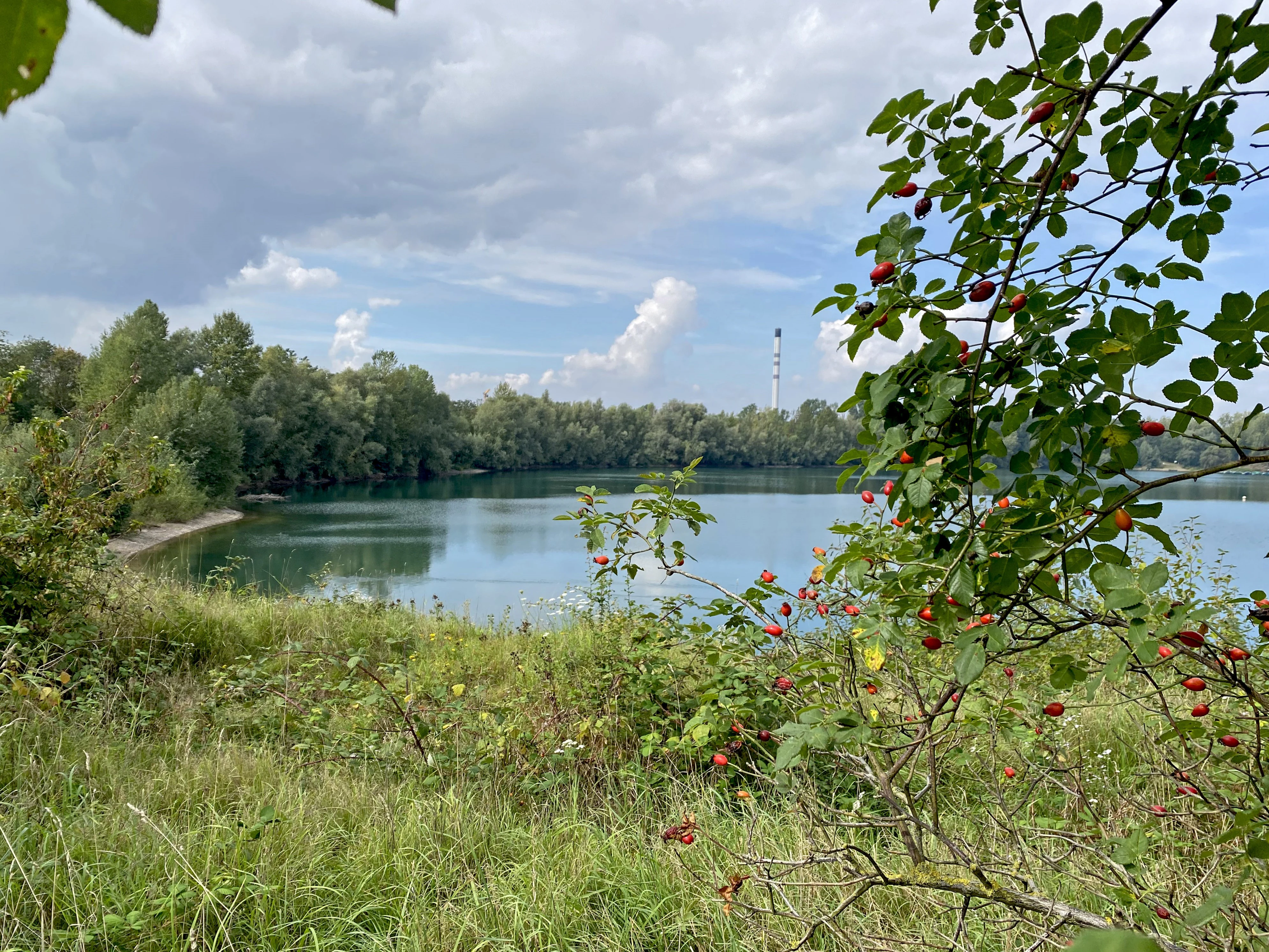 A calm lake viewed through leafy branches with small red berries in the foreground, with dense woods lining the far shore under a cloudy sky.