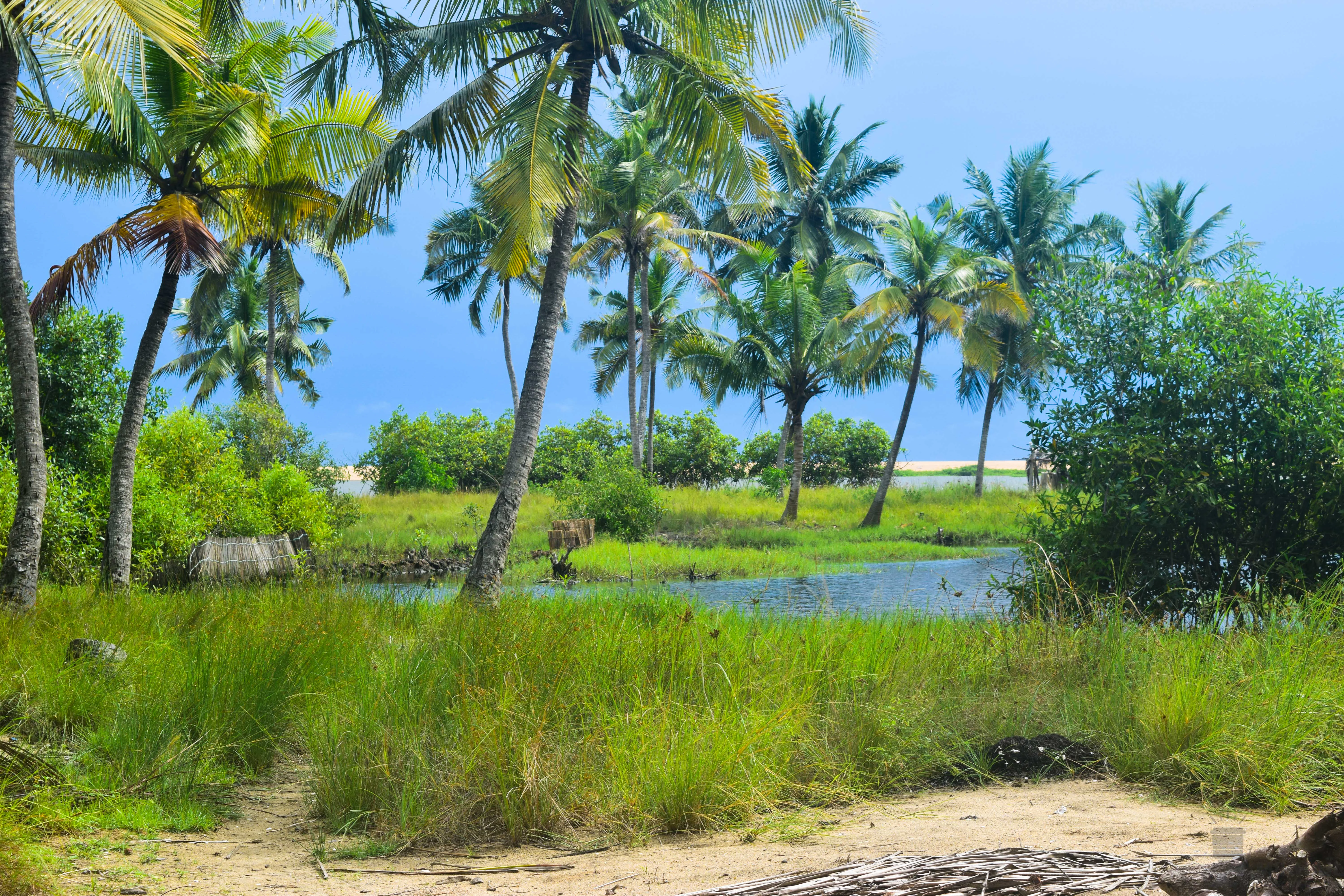 A coastal landscape featuring tall coconut palm trees, dense green shrubs, and a small pool of water or lagoon in a tropical setting.