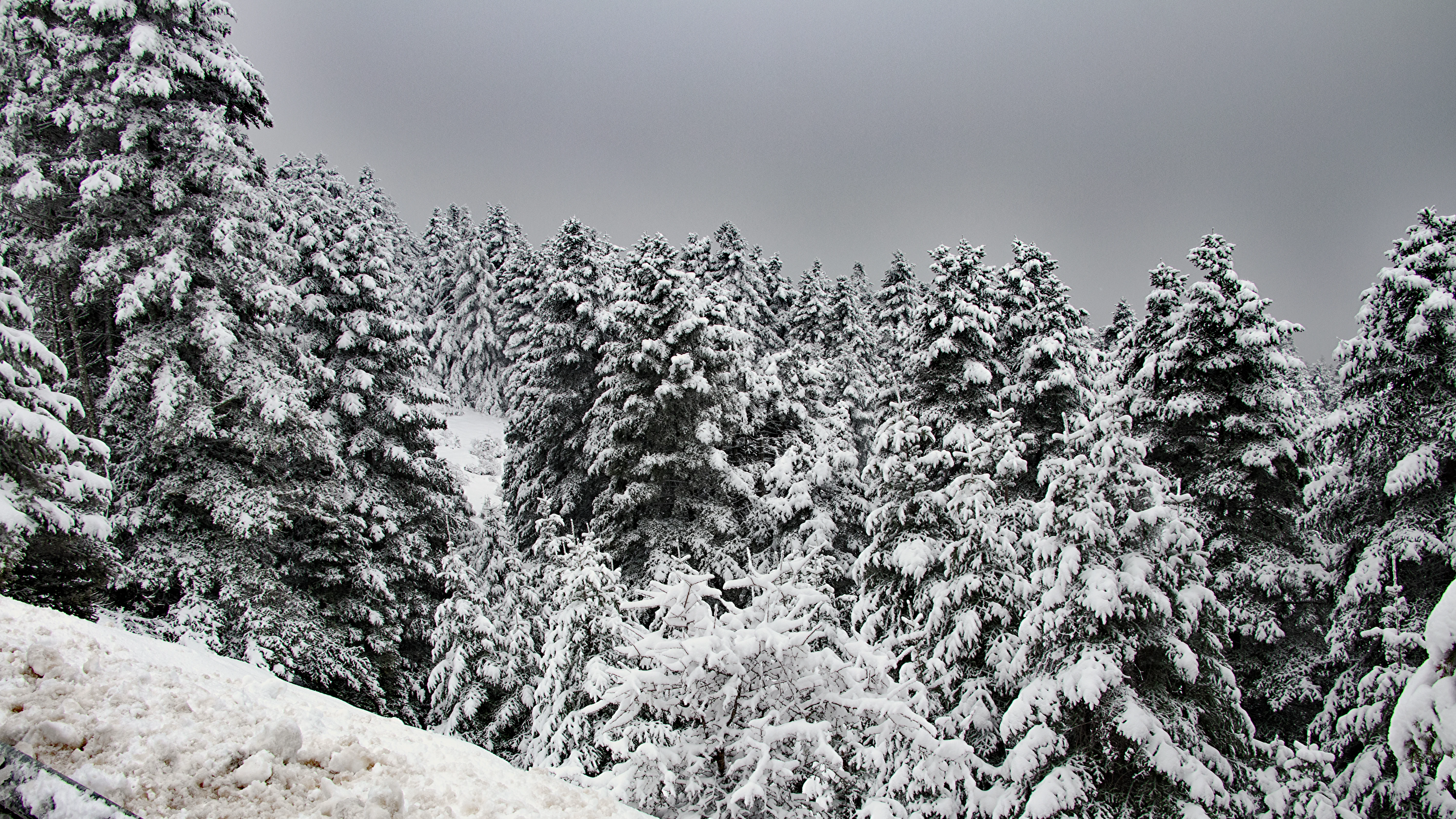 A dense forest of evergreen trees heavily covered in snow under a grey, overcast sky.