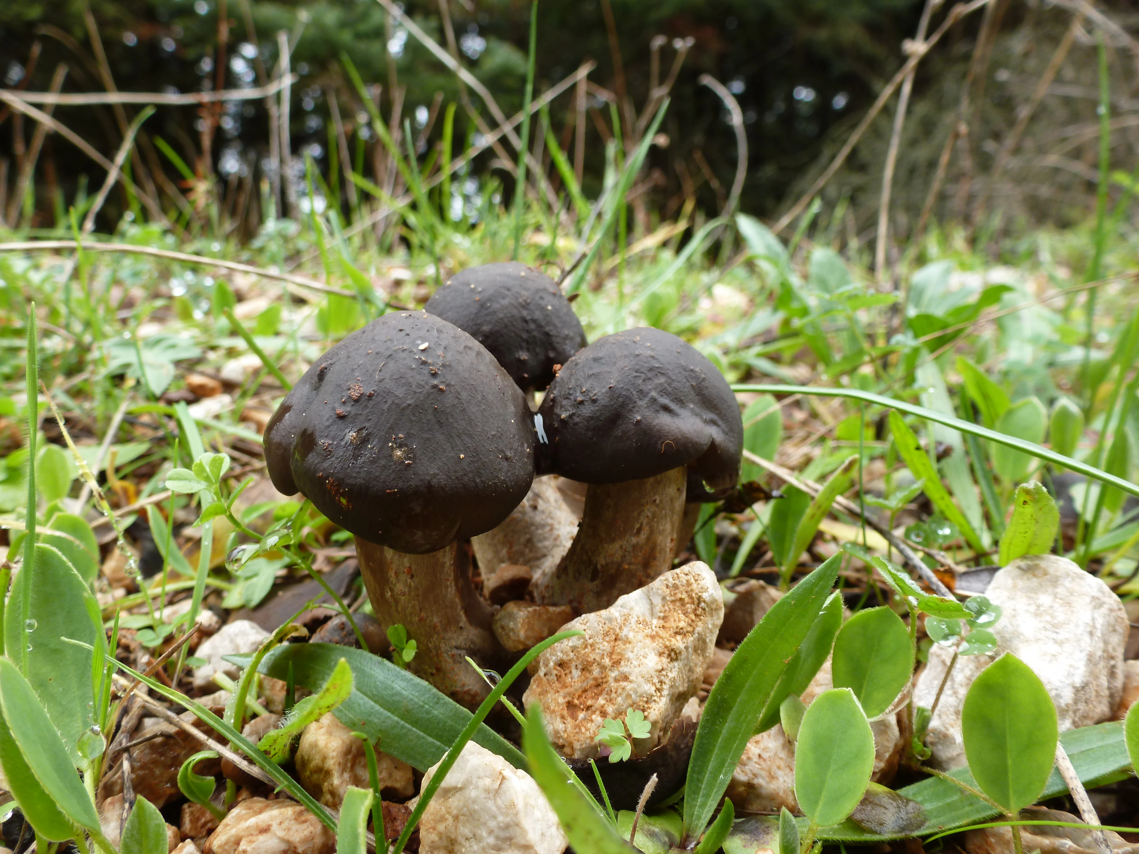 A close-up shot of three dark-capped mushrooms growing among green grass and small limestone rocks.