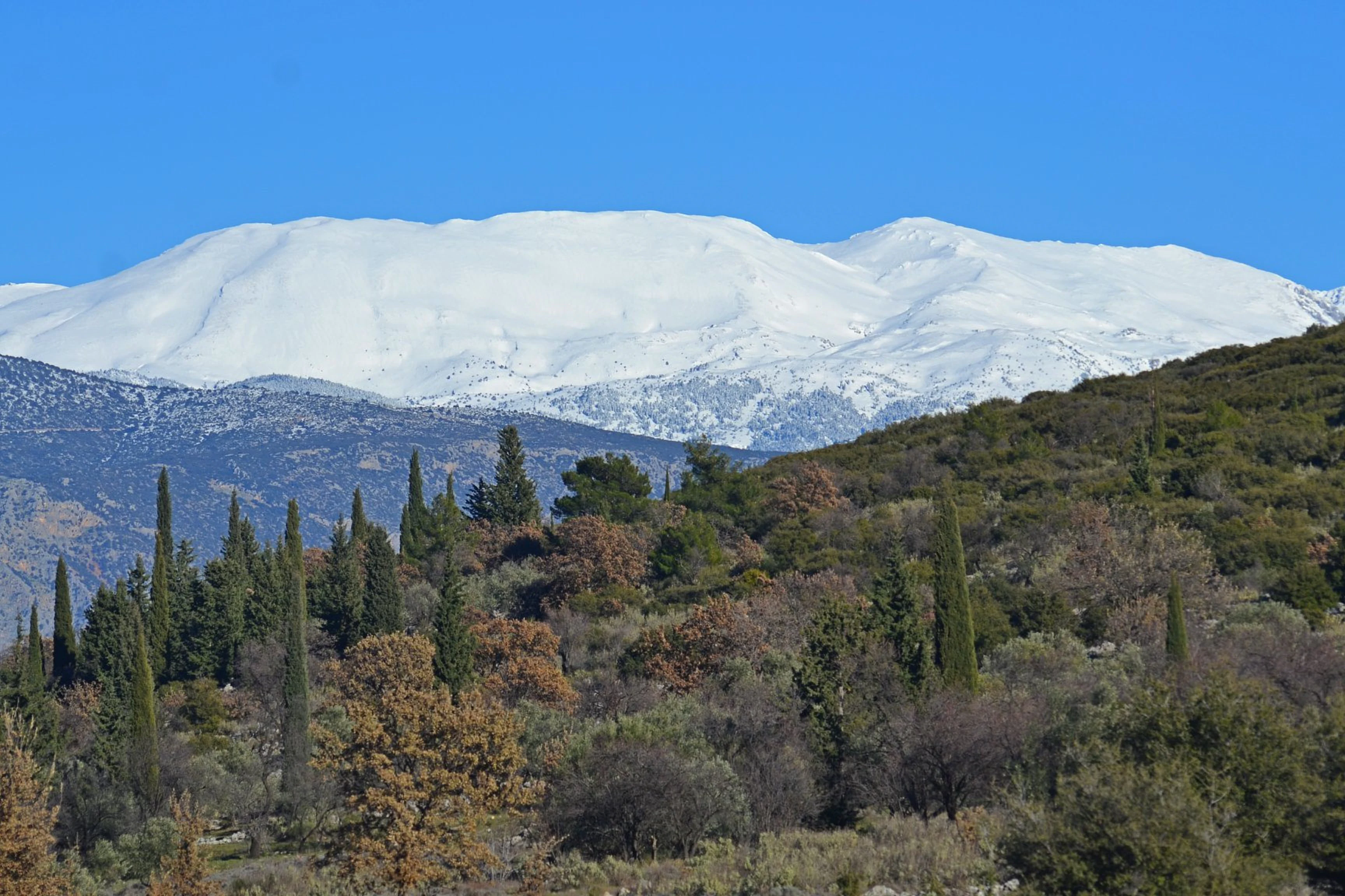 A mountain range with snowy peaks set against a clear blue sky, viewed over a foreground of green and brown trees.