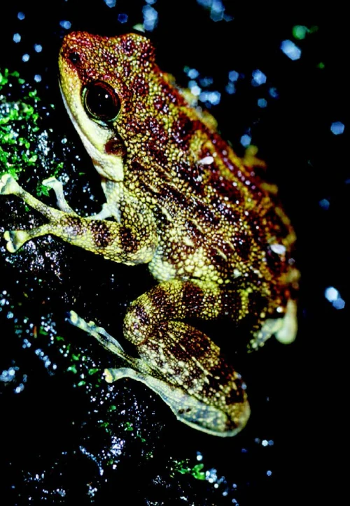 Brown and yellow spotted frog with red markings on its head resting on moss with dark background