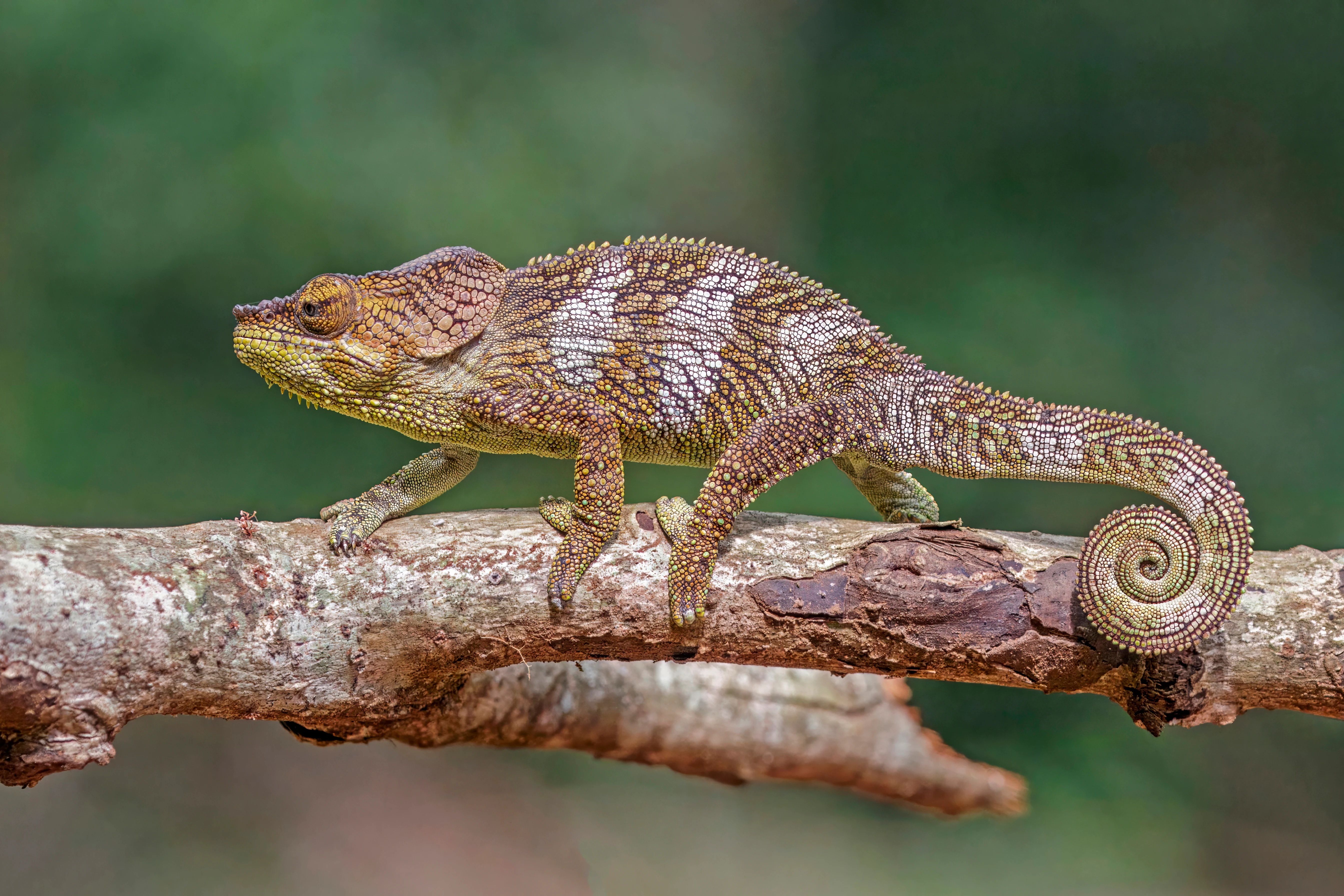 A close-up profile shot of an Amber Mountain chameleon with textured brown and green scales perched on a horizontal tree branch.
