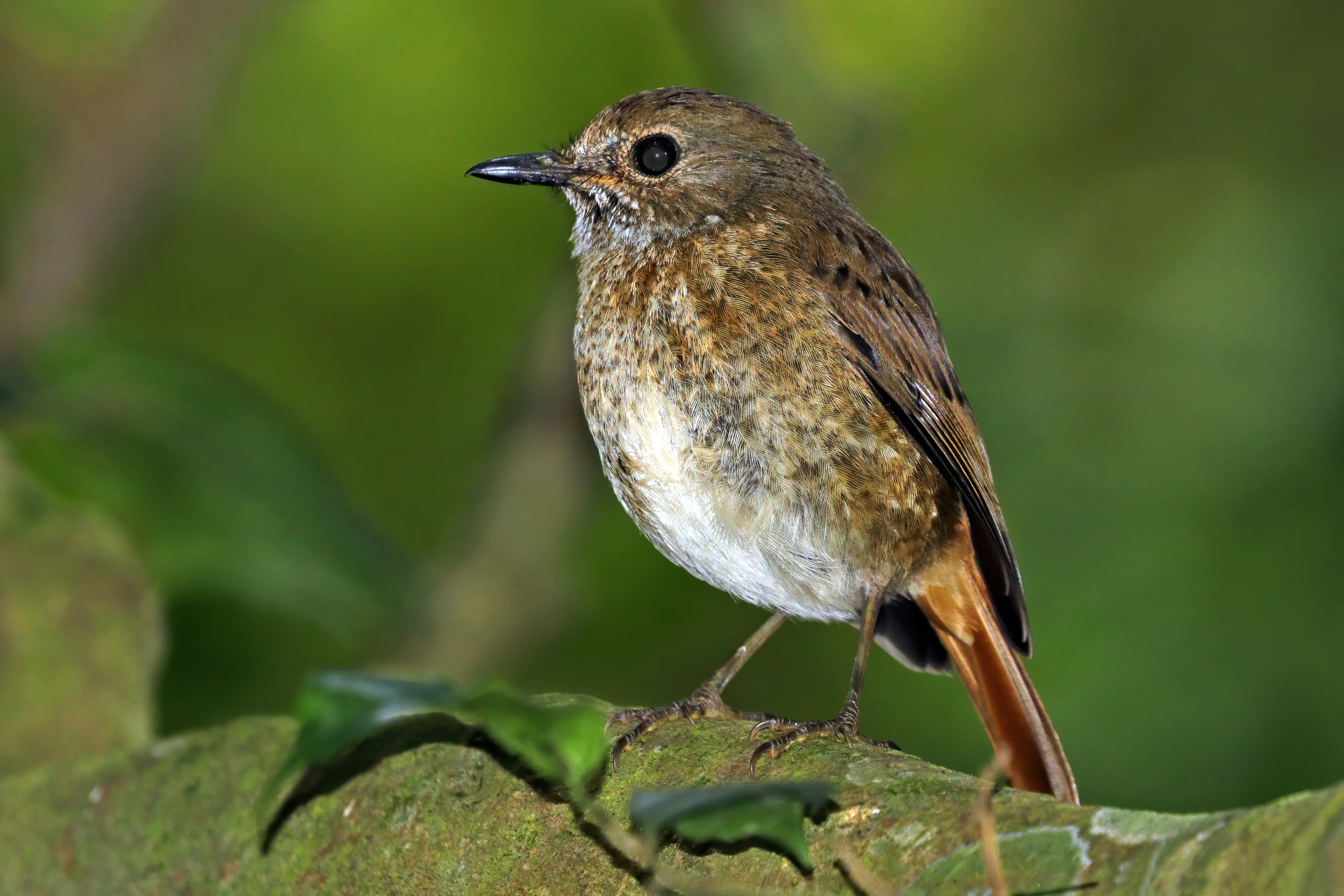 A small bird with brownish-grey speckled feathers, a white belly, and a reddish-brown tail, perched on a mossy branch against a blurred green background.