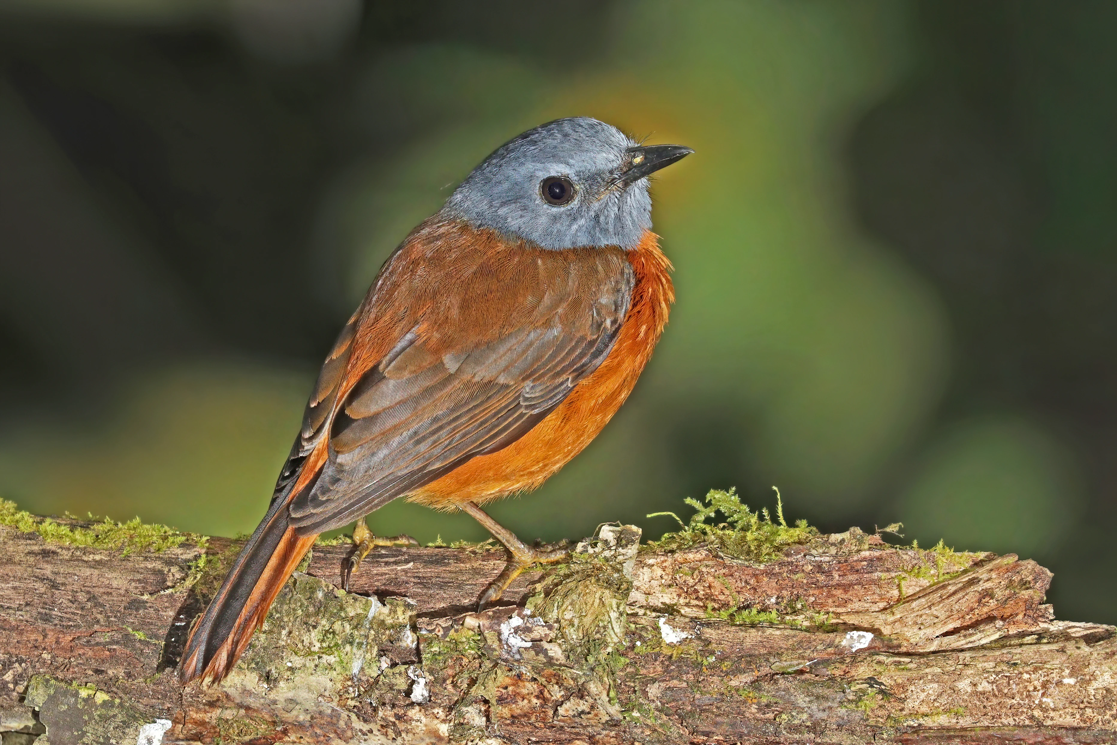 A small bird with a grey head and orange-brown body perched on a mossy, textured log.