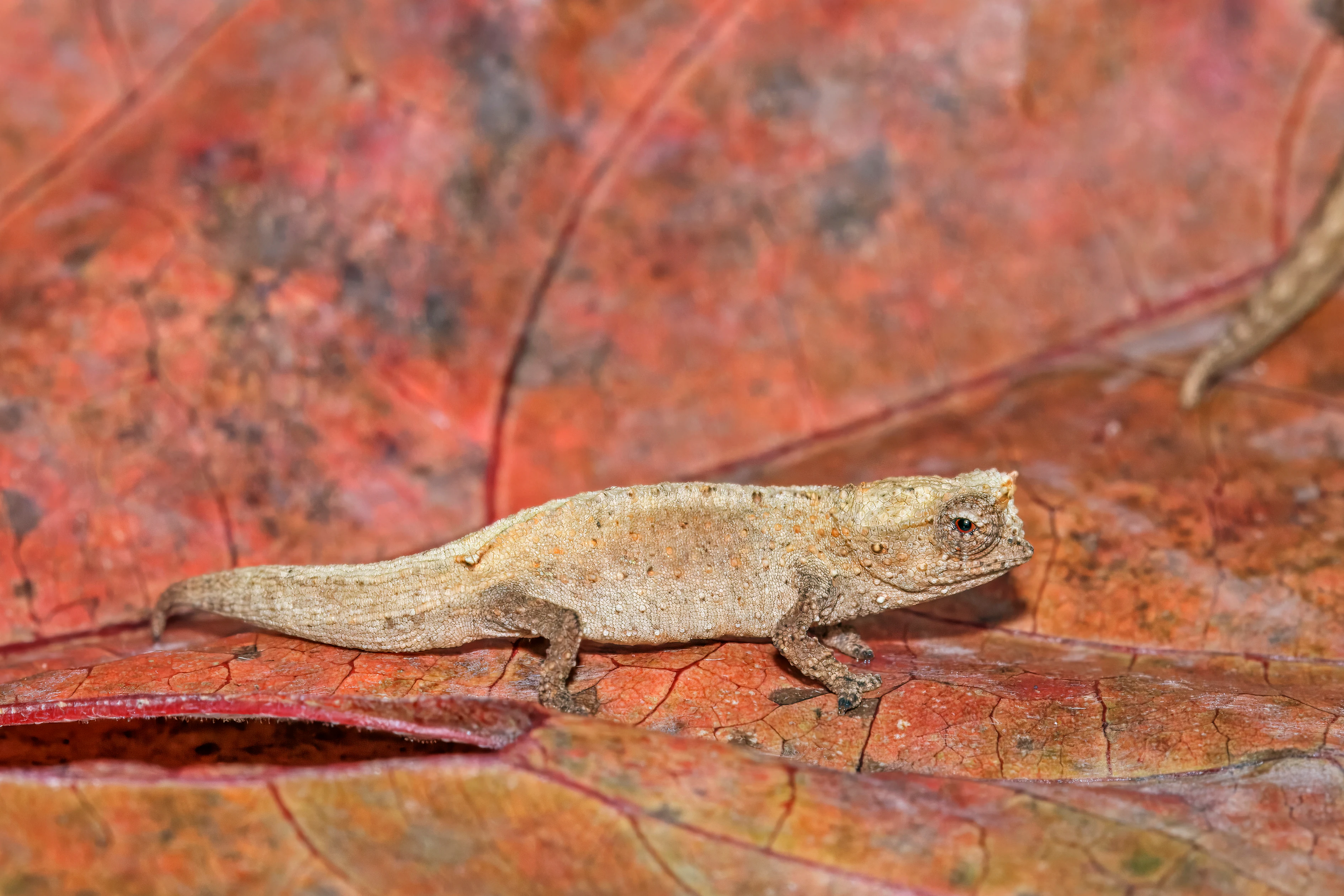 A small light brown leaf chameleon standing on a large textured orange and red forest floor leaf.