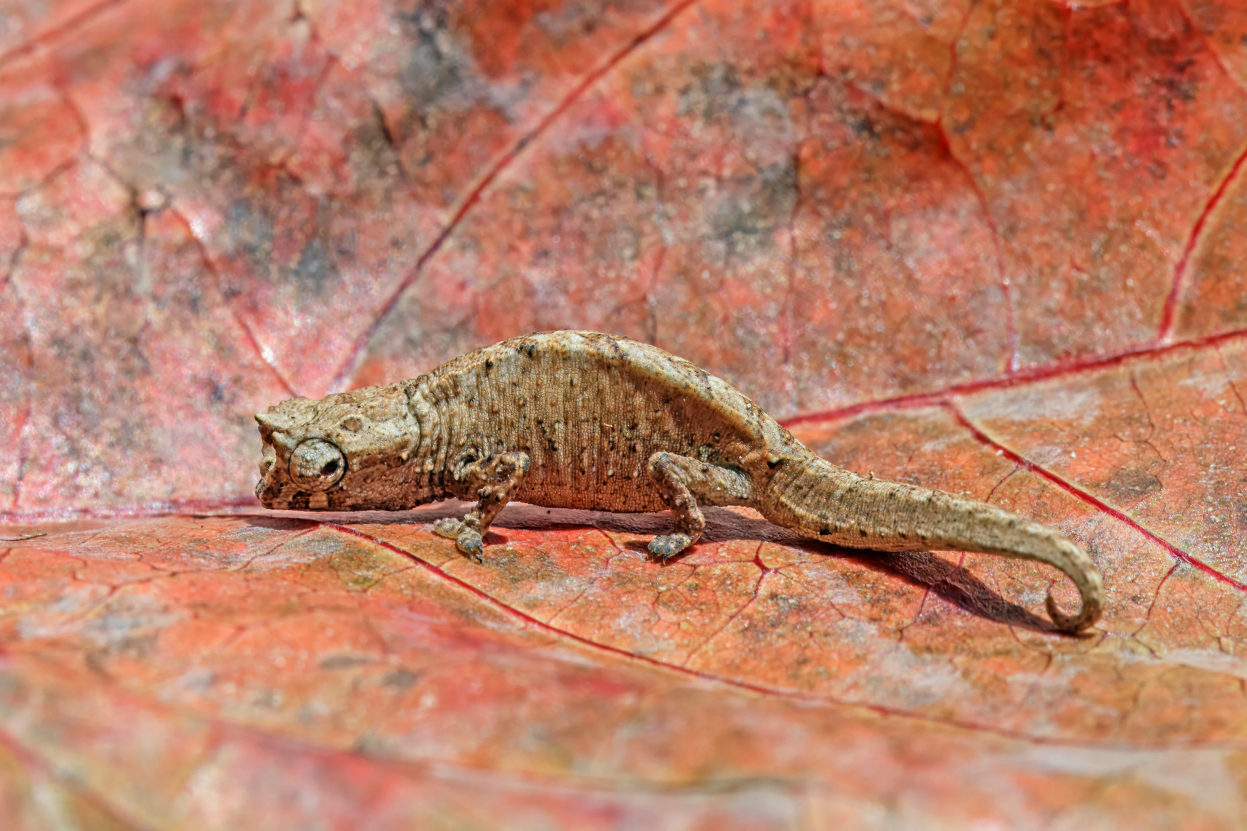 A small, textured leaf chameleon standing on a large, dried orange-red leaf.