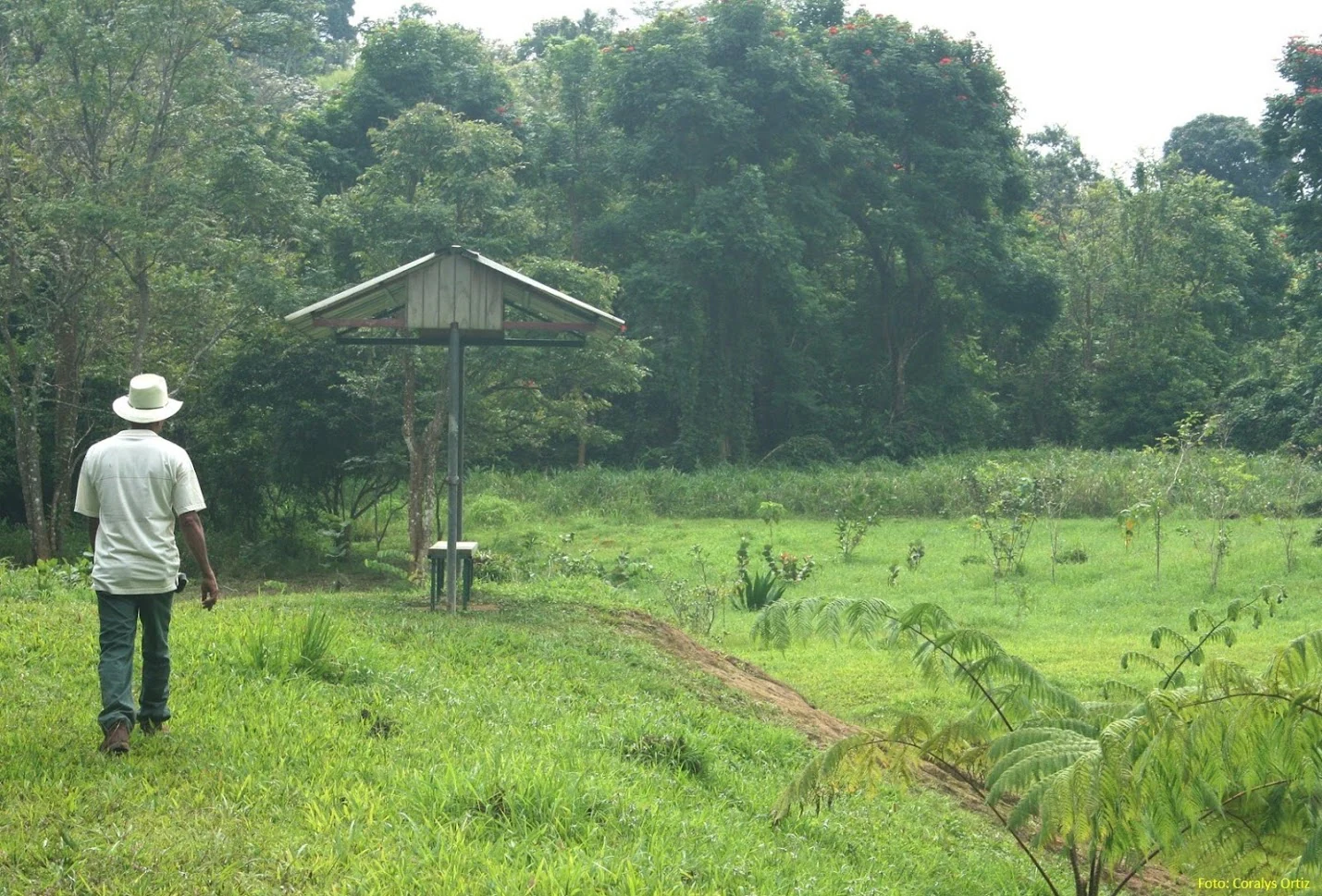 A person wearing a hat and light shirt walks along a grassy path toward a small wooden shelter structure in a forest clearing.