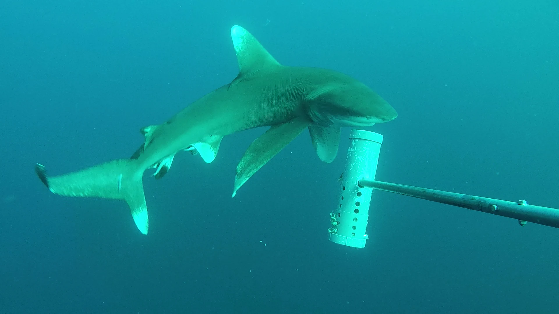 An oceanic whitetip shark swimming in clear blue water, approaching a white, cylindrical, perforated research bait canister mounted on a pole.