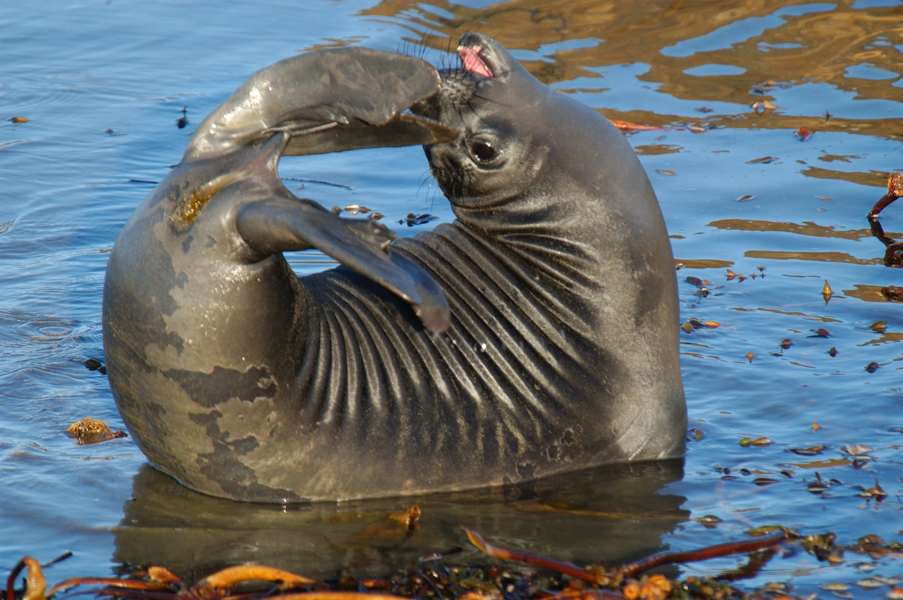 A close-up view of a dark grey Northern elephant seal pup with its body curved into a circle, scratching its head with its hind flipper while partially submerged in blue water containing floating kelp.