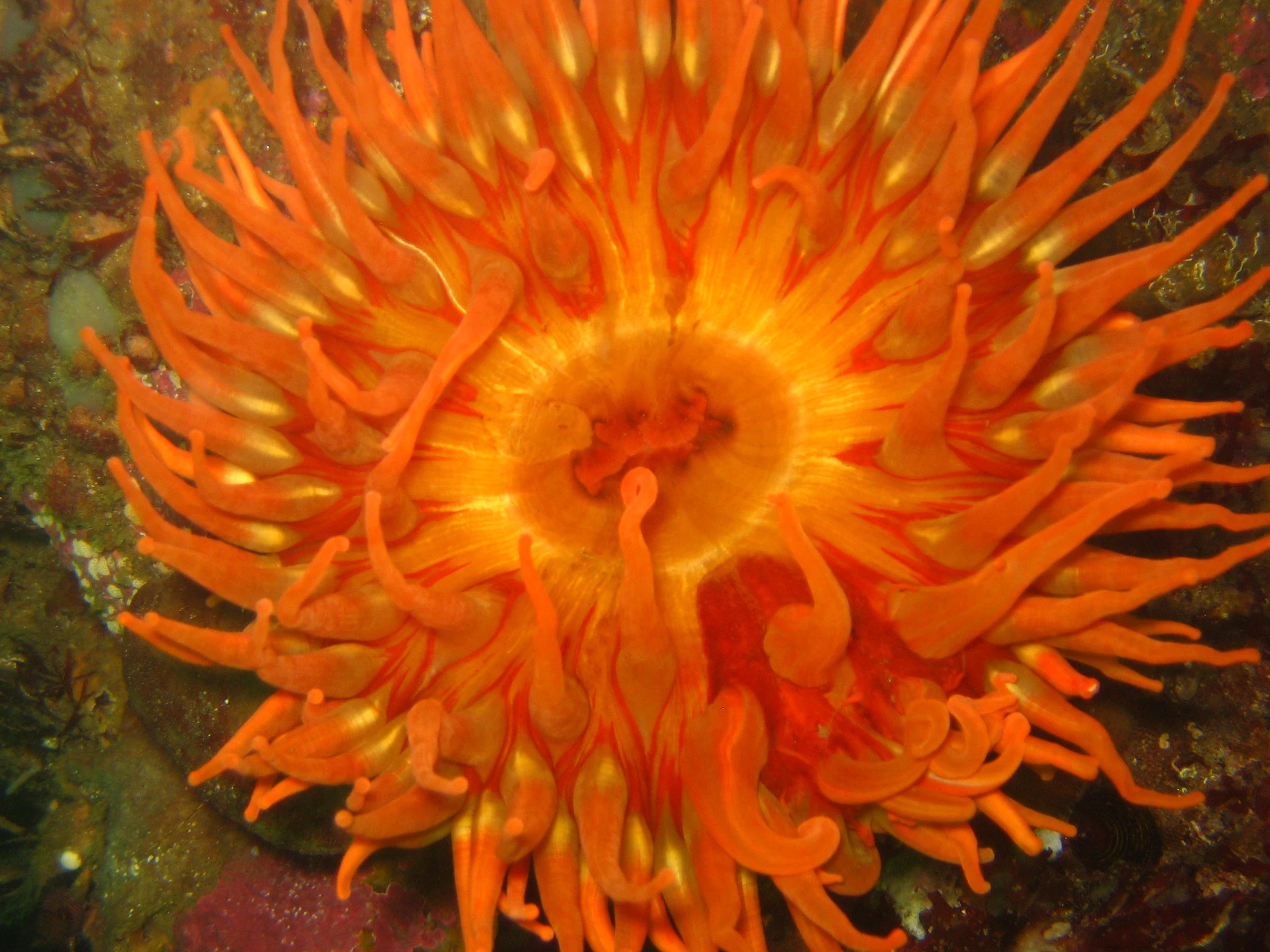 A close up view of a vibrant orange sea anemone with numerous tentacles surrounding its central oral disc.