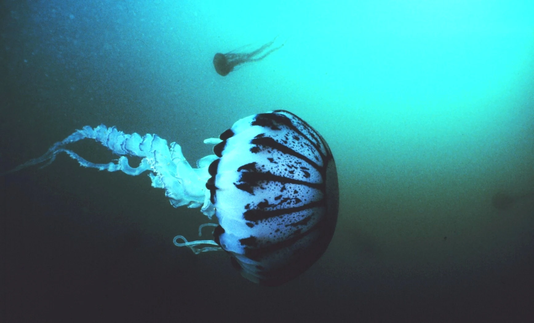 A purple striped jellyfish with dark radial markings floating in deep turquoise ocean water, with a smaller jellyfish visible in the background.