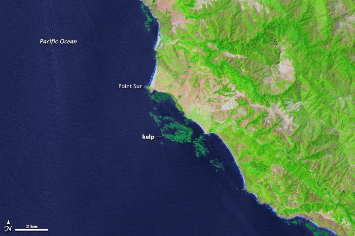 Satellite map view showing the Pacific Ocean coastline at Point Sur with darker green patches identified as kelp beds.