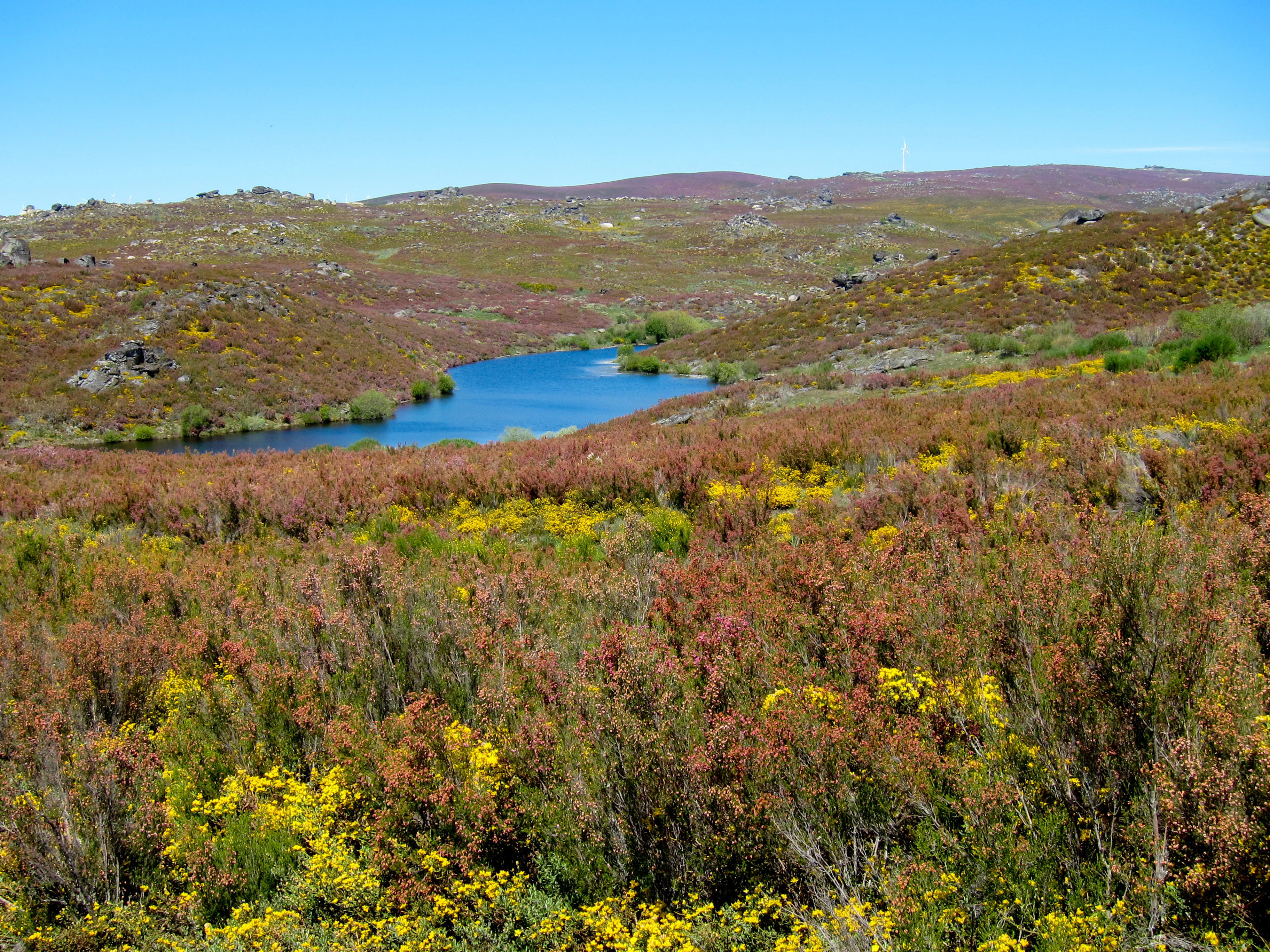 A wide landscape view of a lake in Montesinho Natural Park, with colorful heathland vegetation in the foreground and hills in the background under a clear blue sky
