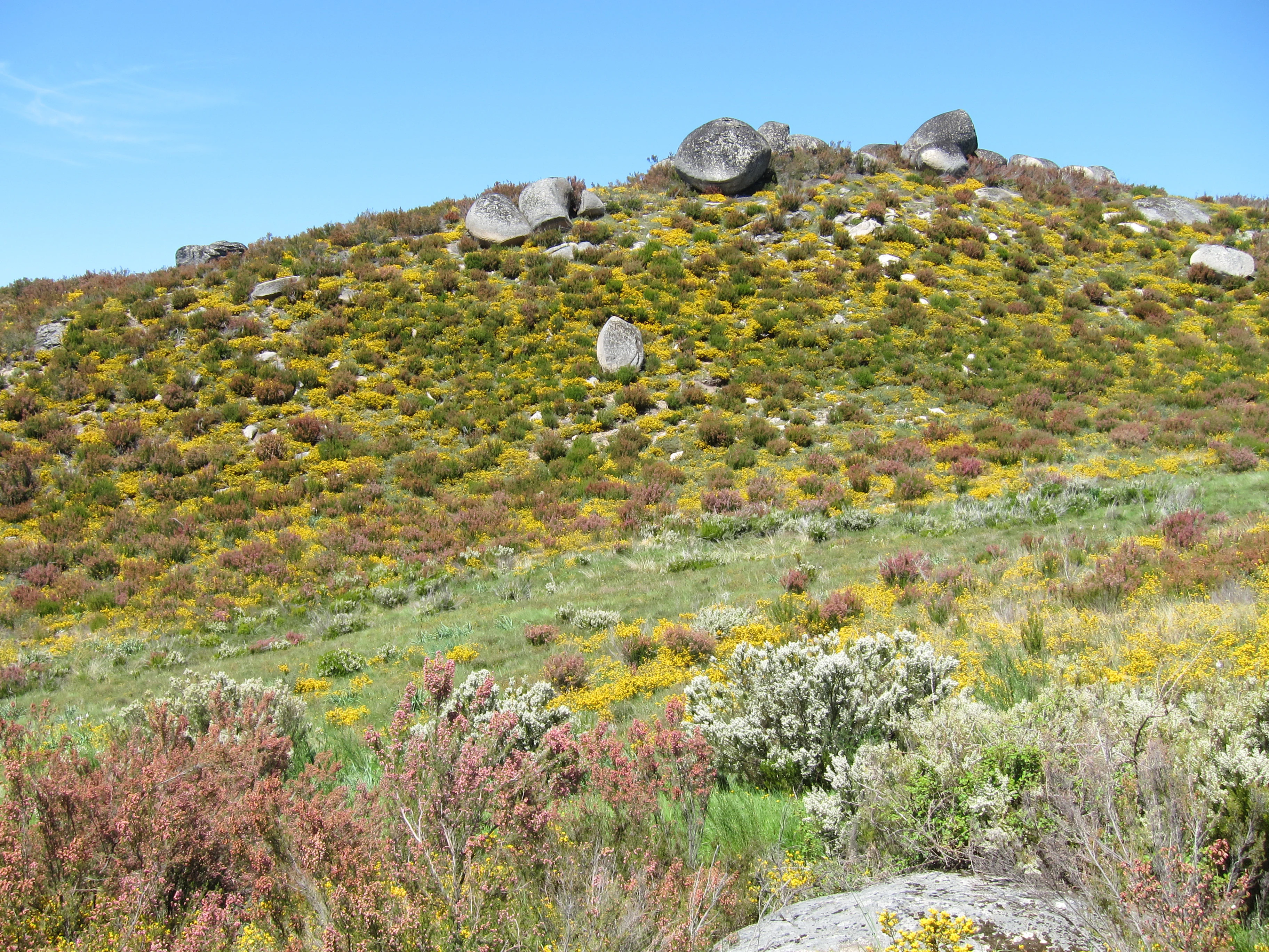Hillside with scattered large rocks and dense vegetation of yellow and green shrubs under a clear blue sky