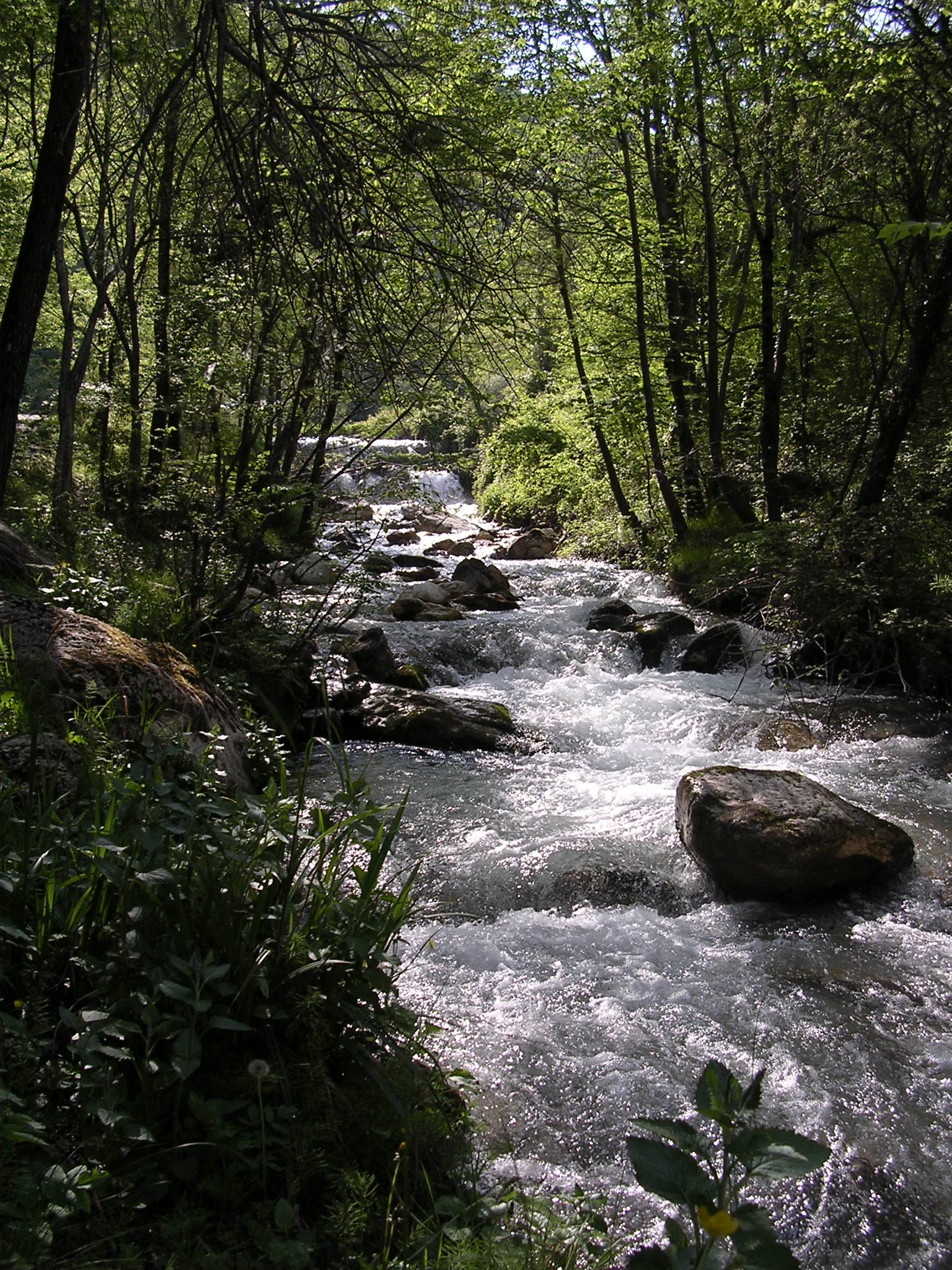 A creek flowing through a forest with rocks and vegetation