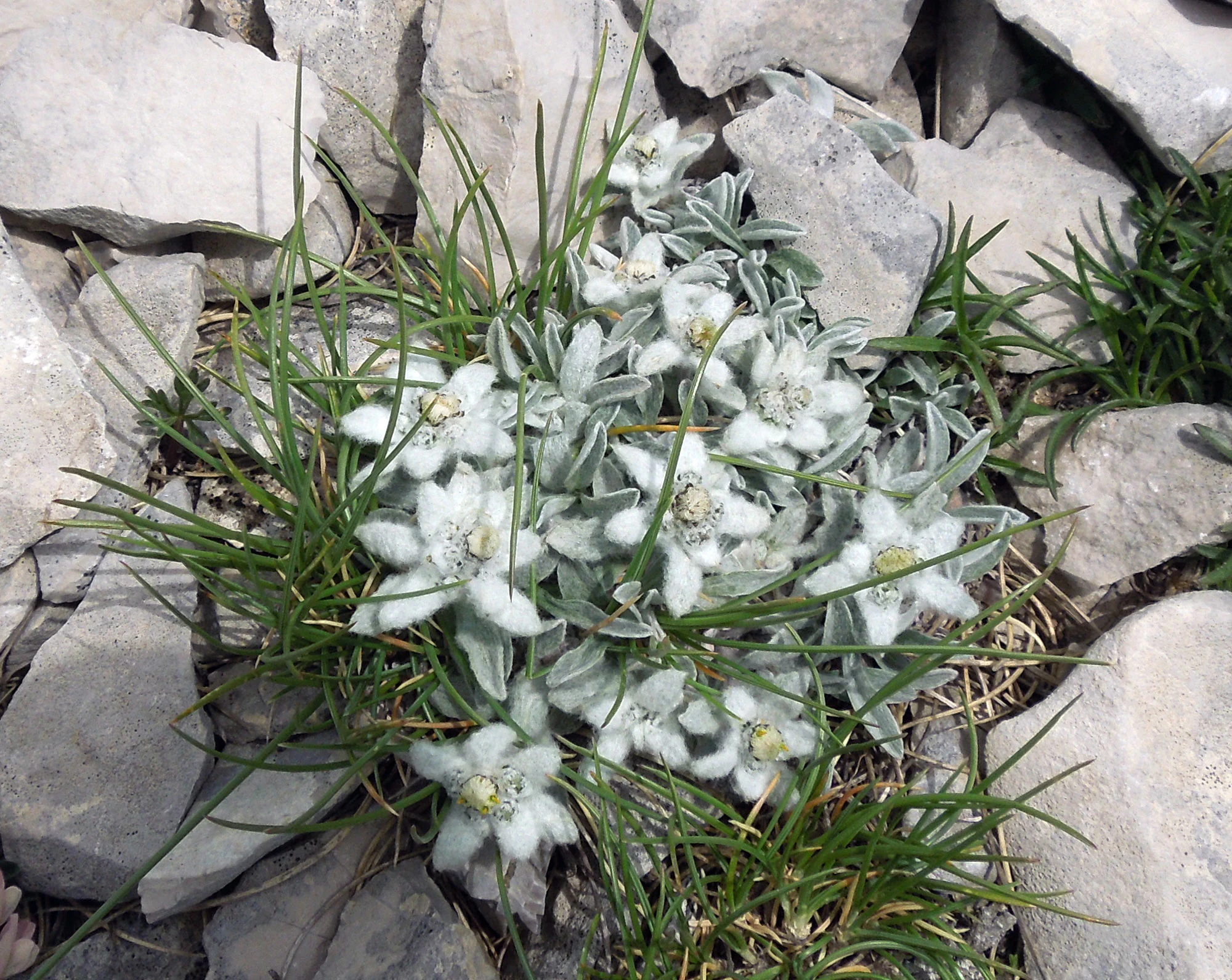 White alpine star flowers with green leaves growing among gray rocks