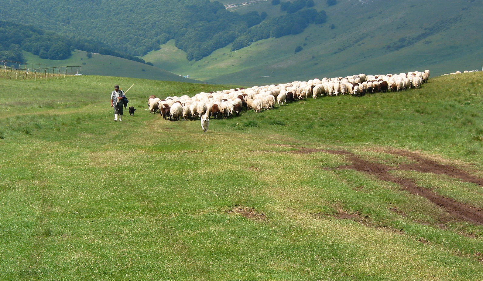 Shepherd guiding sheep across a green hillside with rolling mountains in the background