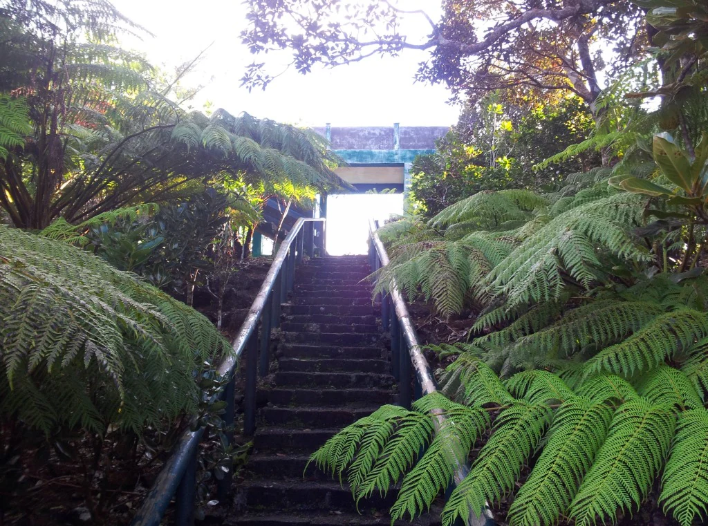 A steep set of wooden stairs enclosed by lush green ferns, leading upwards toward a bright, sunlit lookout structure in a forest setting.