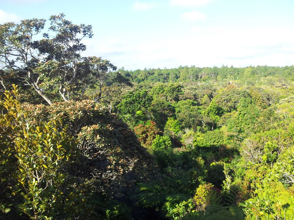 An elevated view looking out over a thick, green forest canopy with varied tree textures under a bright sky.